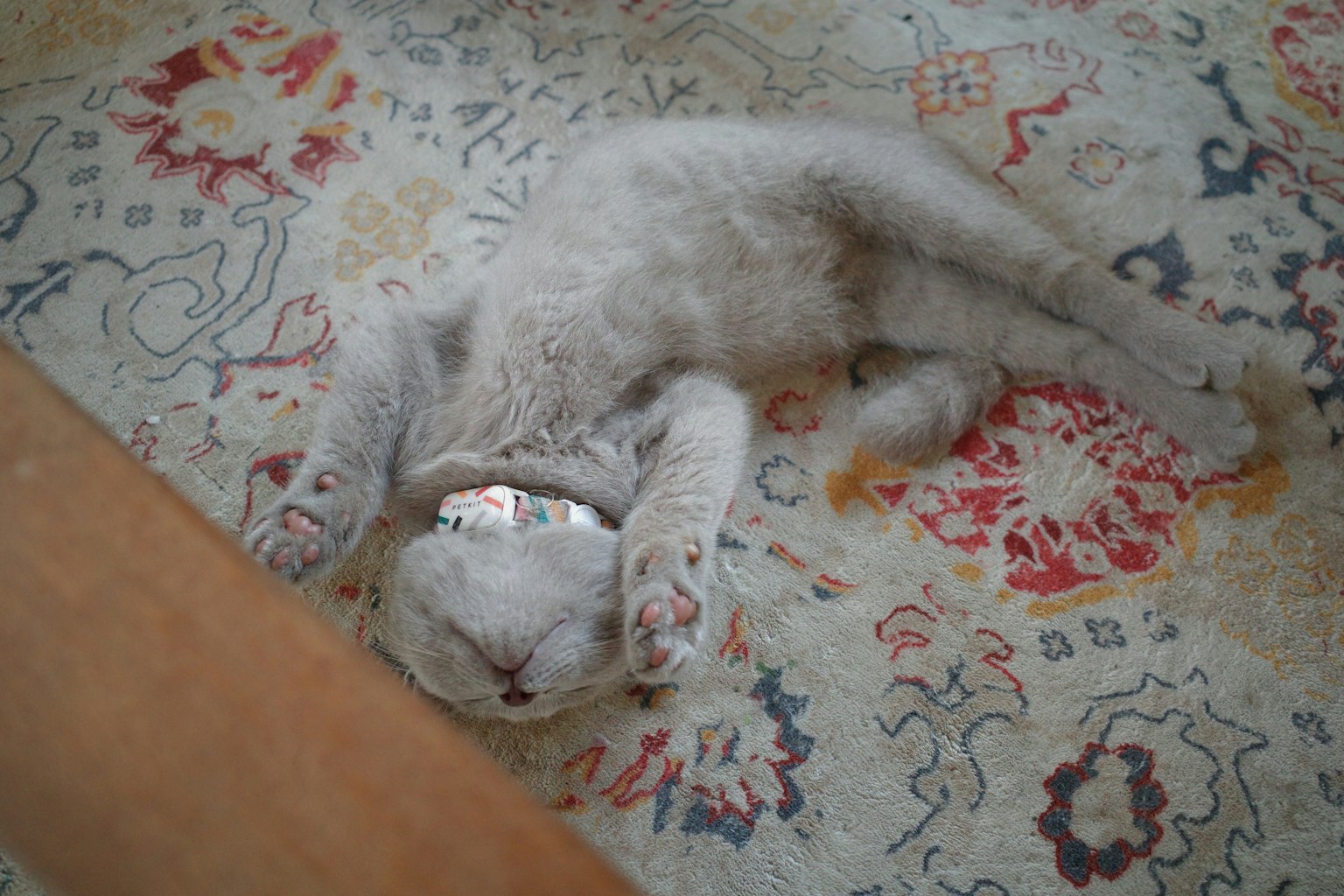 Kucing putih yang tidur terbaring di atas karpet bermotif