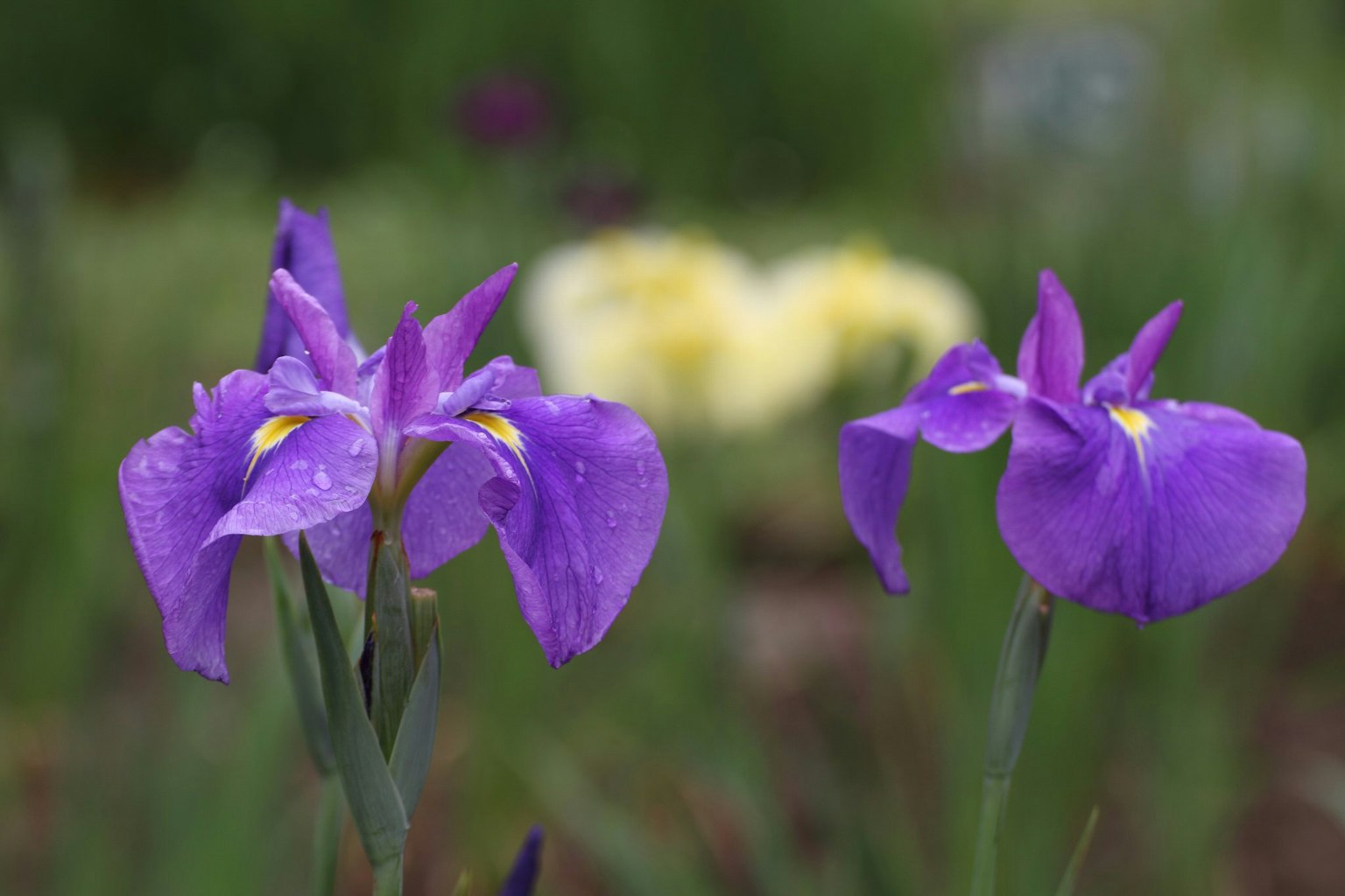 Fiori di iris viola che fioriscono in un giardino