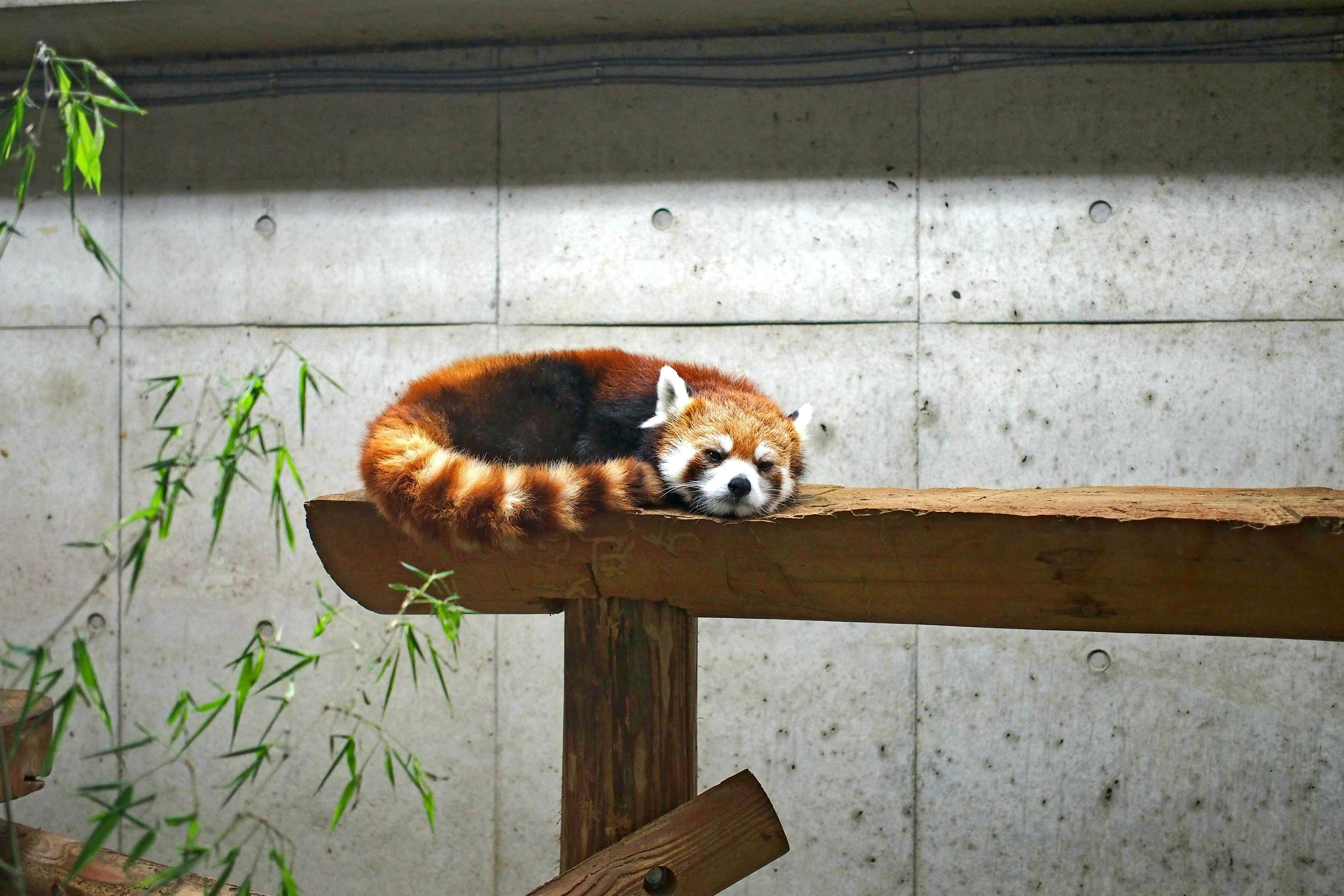 Panda rosso che riposa vicino al bambù su una parete