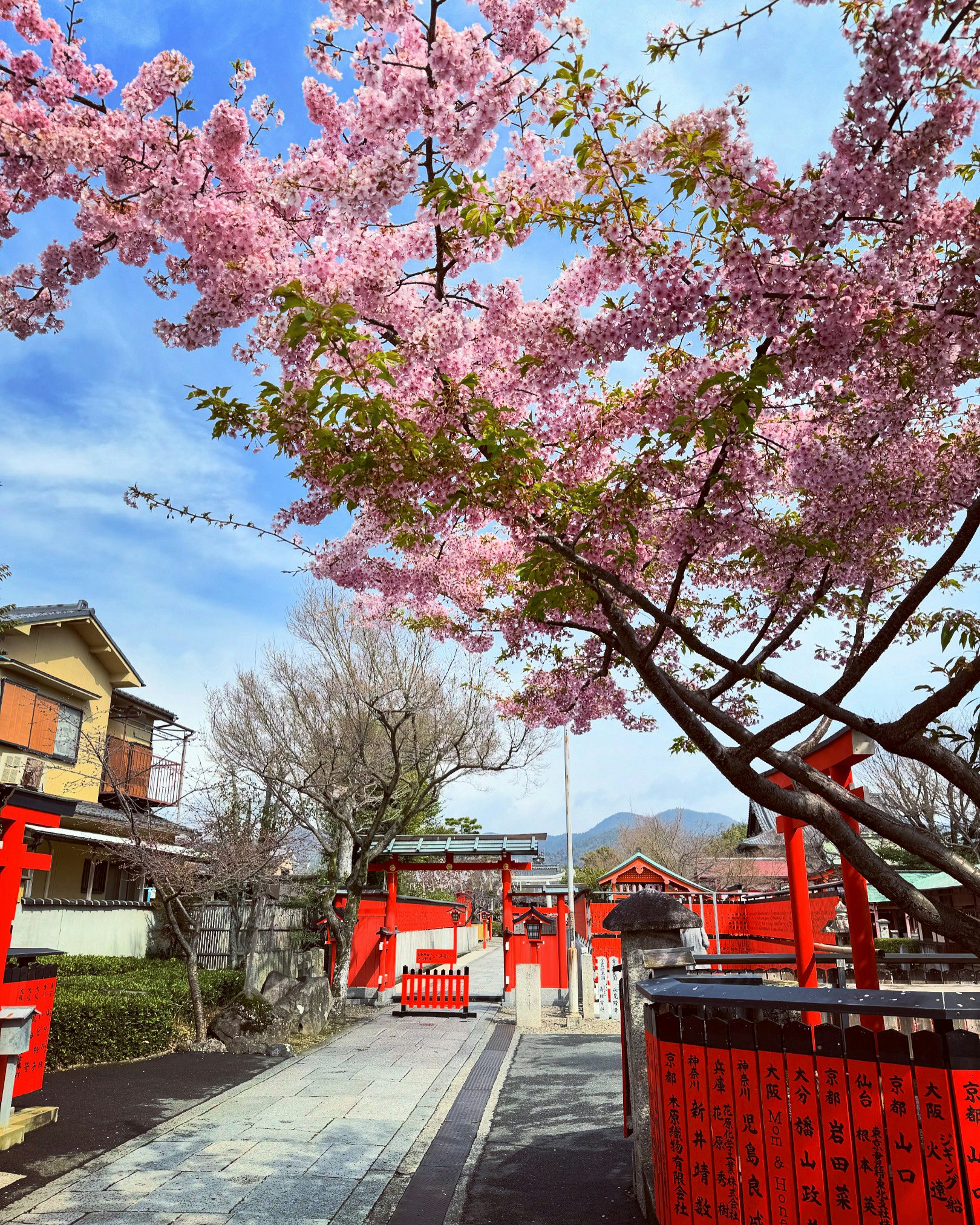 車折神社の朱塗りの鳥居と桜の参道
