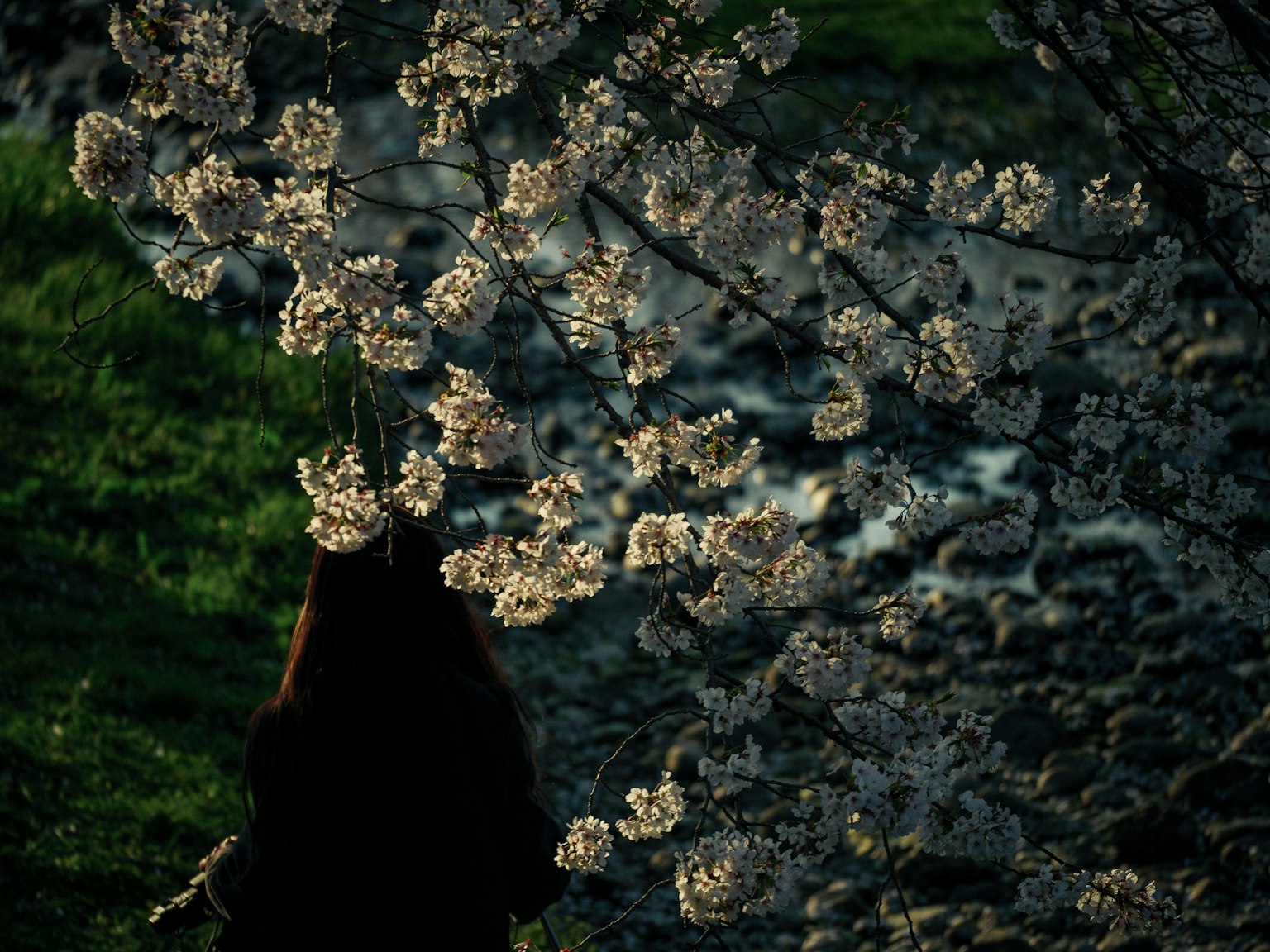 Silhouette einer Person vor Kirschblüten mit grünem Hintergrund