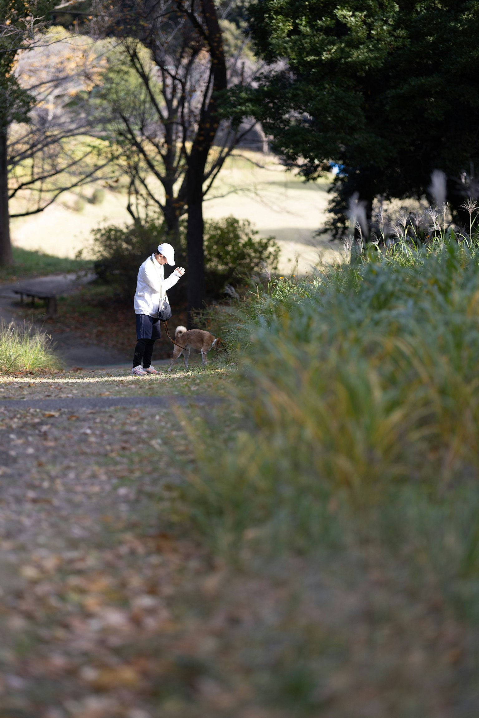 Una persona paseando un perro por un camino del parque rodeado de árboles verdes y hierba