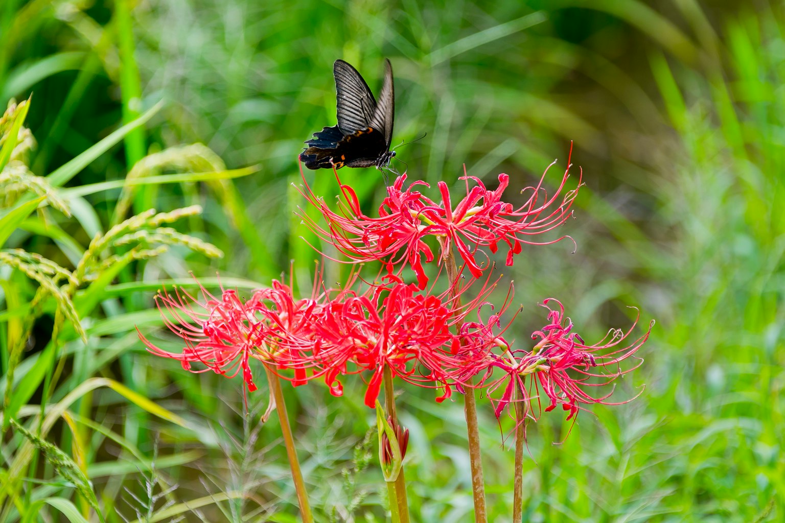 Une belle scène d'un papillon noir flottant au-dessus de lys araignées rouges