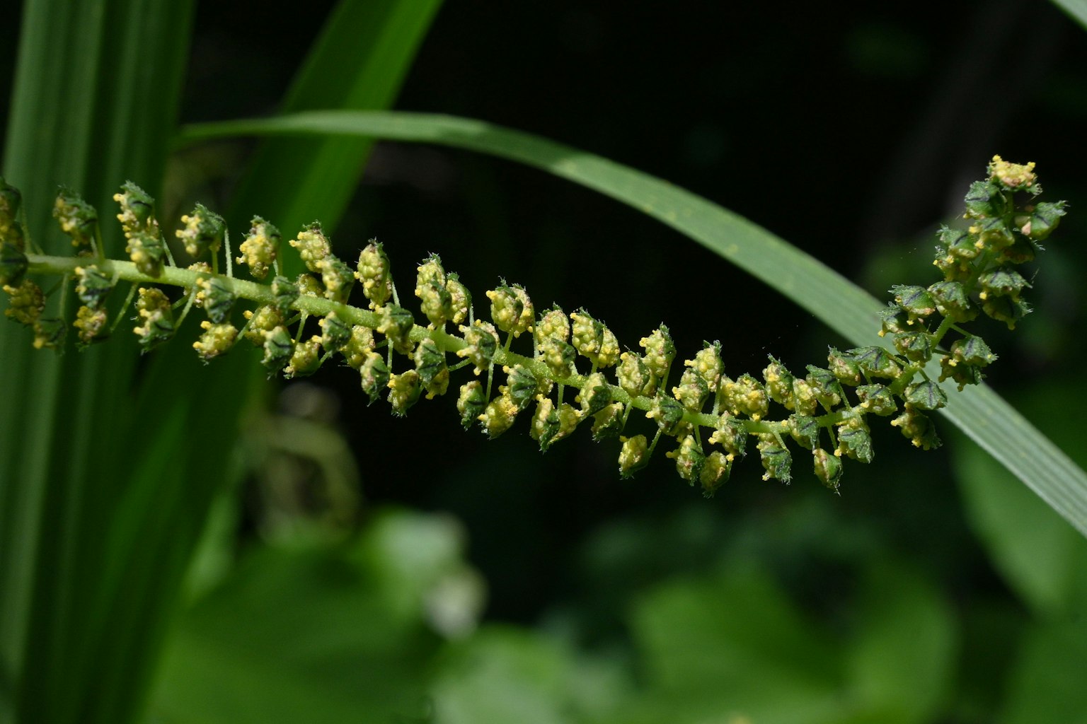 Una planta con espigas de flores amarillas creciendo entre hojas verdes
