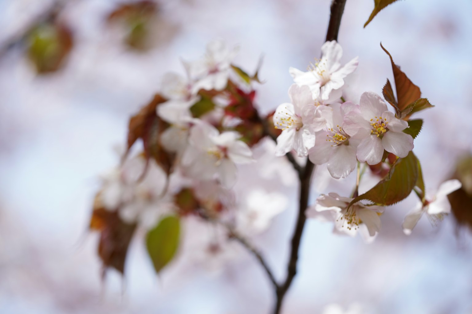Acercamiento de flores de cerezo en una rama