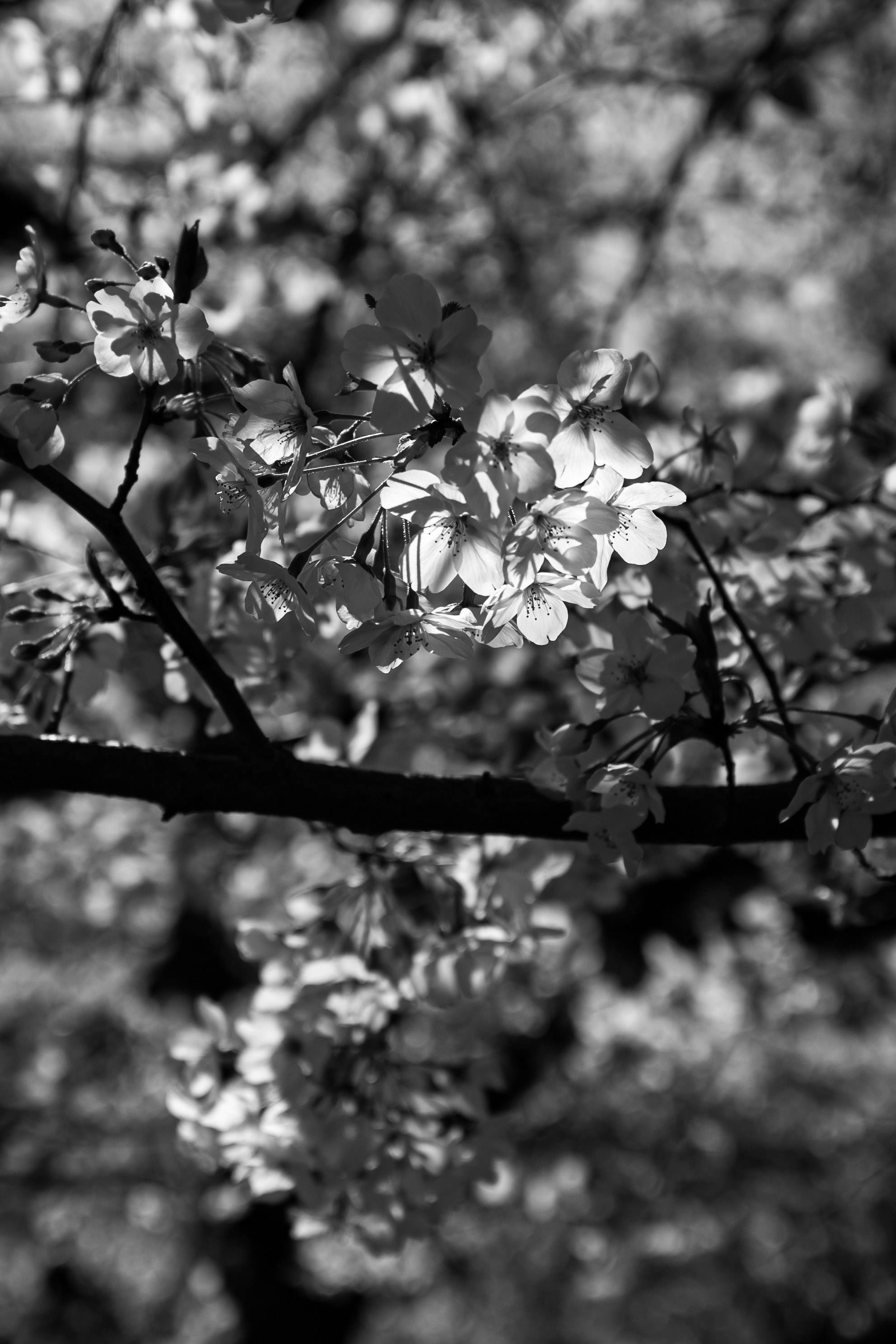photo-ZPzrnplz8f4TwJB0xv20
