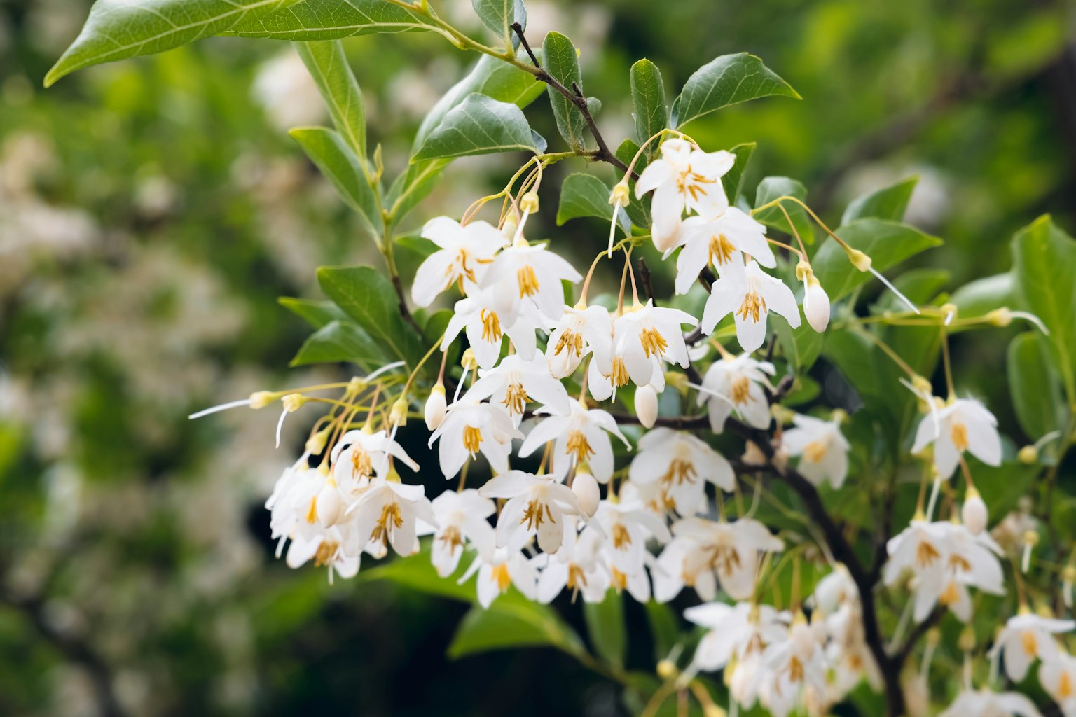 白い花が咲く植物のクローズアップ緑の葉に囲まれて