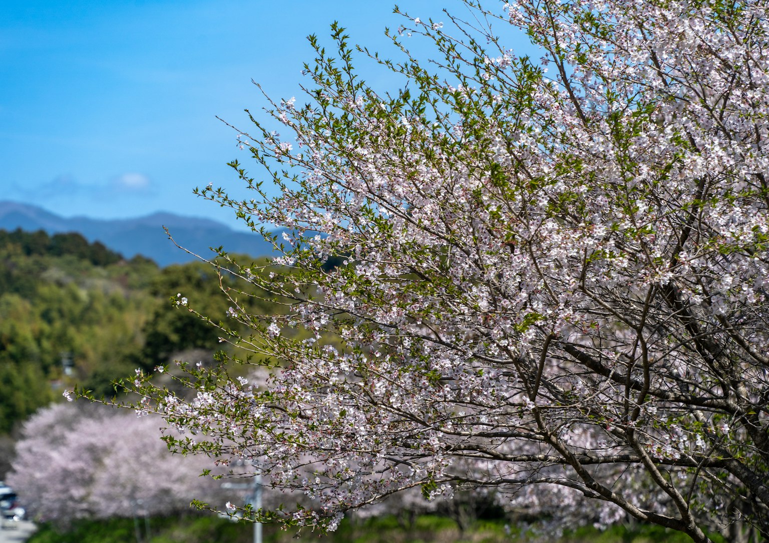 Cherry blossom trees in bloom with blue sky and mountains in the background