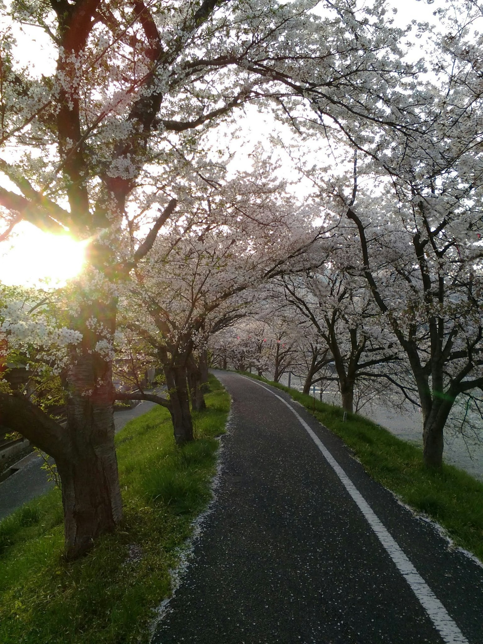 Camino pintoresco bordeado de cerezos en flor y luz del sol