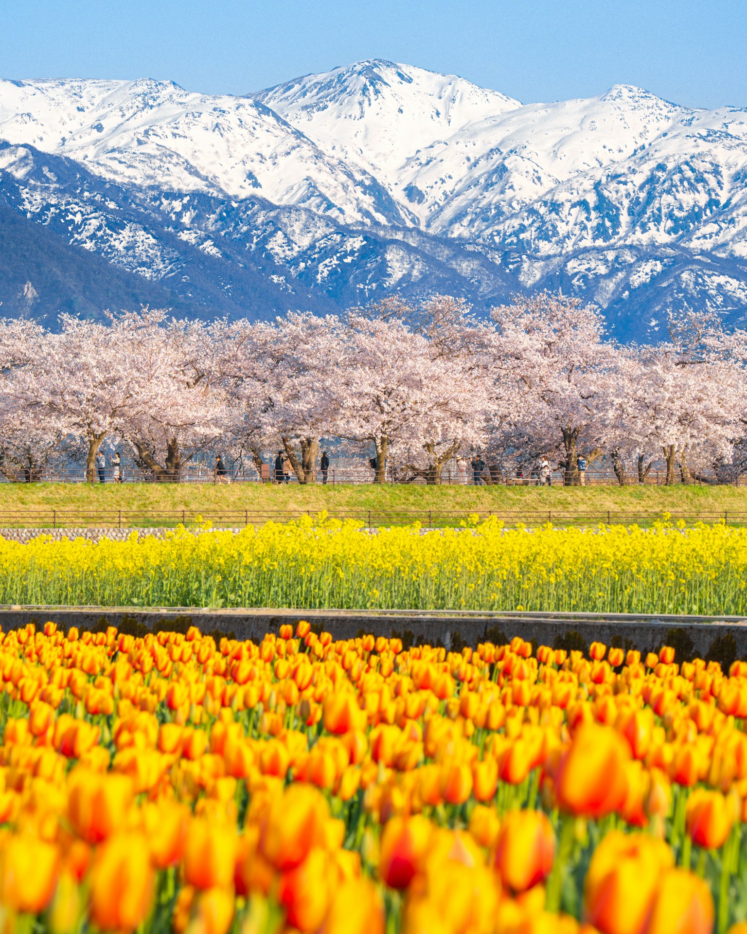 雪をかぶった山々と桜の木々の背景に広がるオレンジ色のチューリップ畑