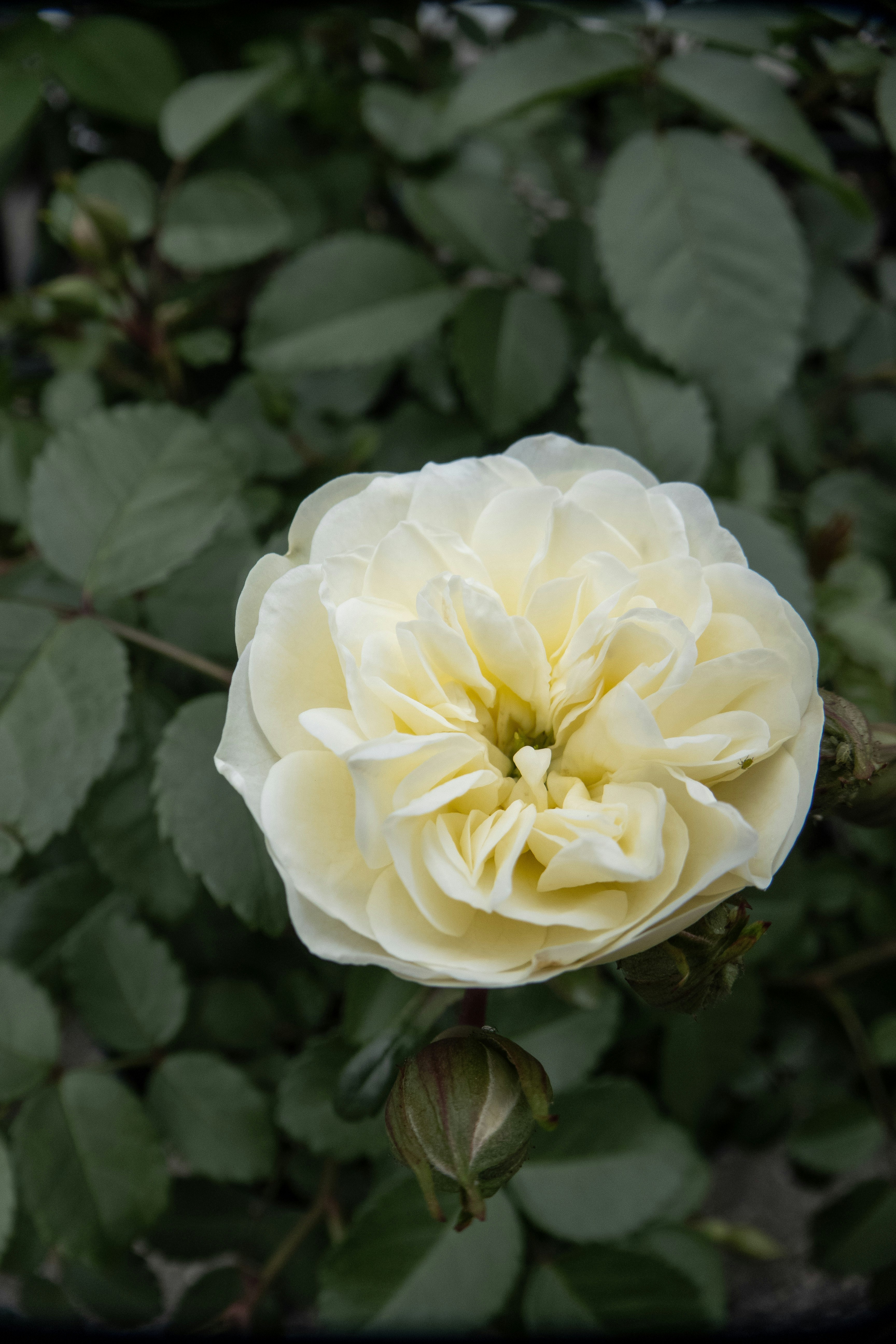 白いバラの花と葉のクローズアップ