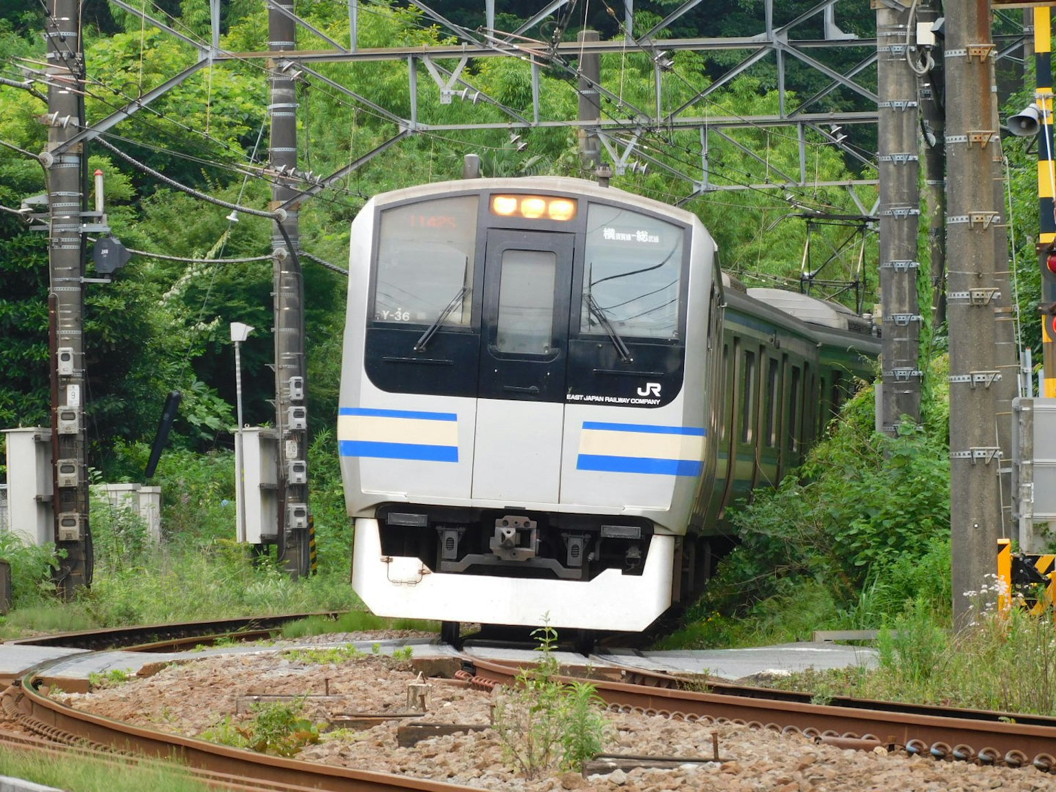 Train avec des rayures bleues s'approchant d'un virage entouré de verdure