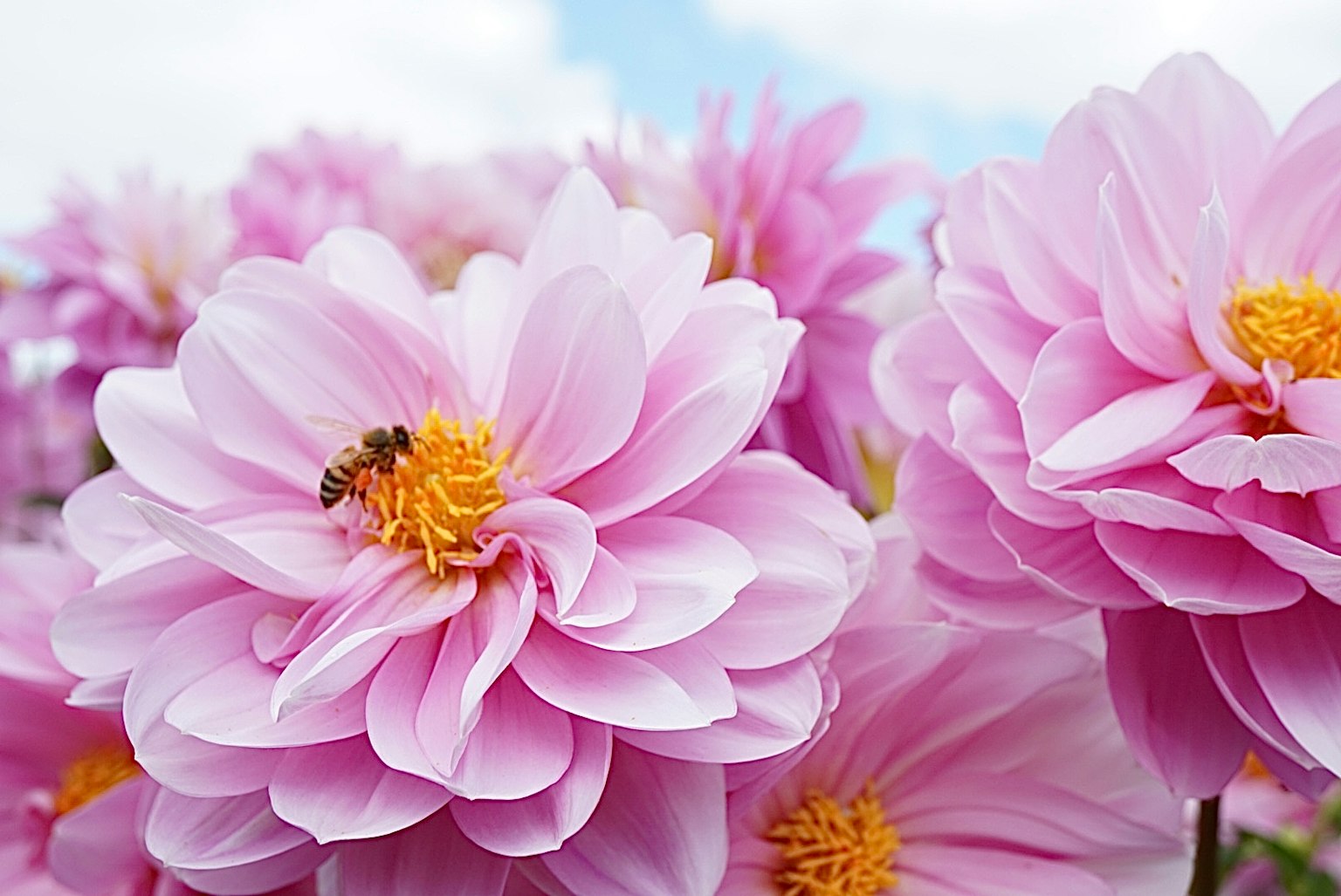 Nahaufnahme von rosa Blumen mit einer Biene vor blauem Himmel