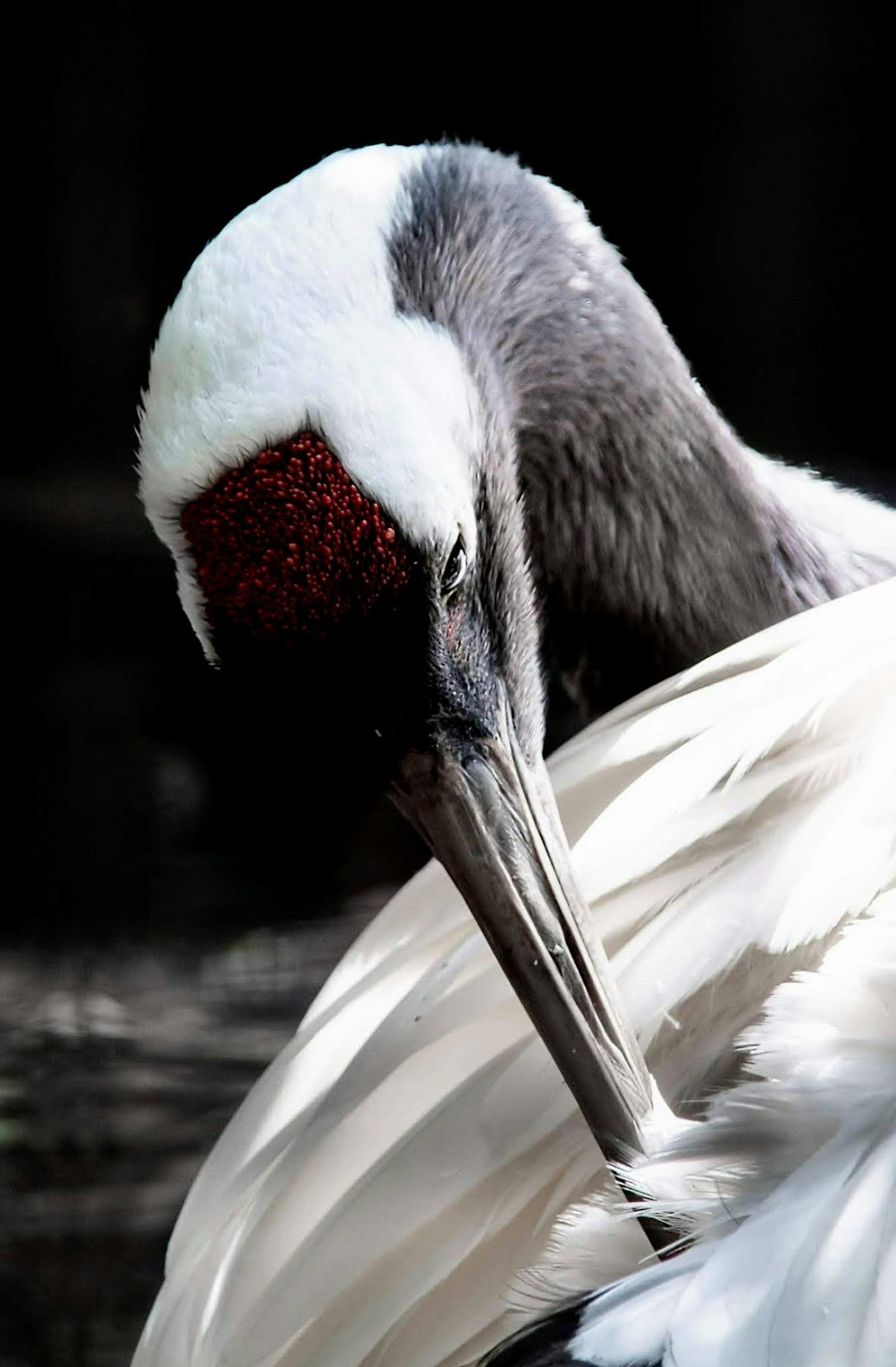 Primer plano de una grulla blanca acicalándose las plumas