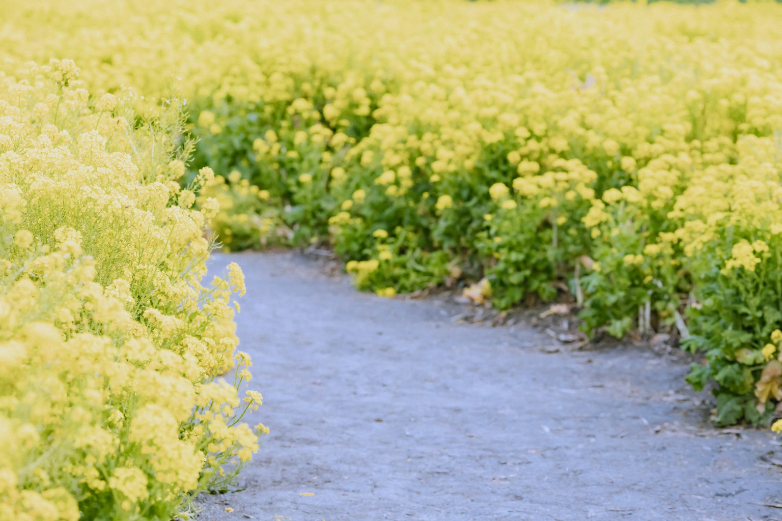 Weg umgeben von lebhaften gelben Blumen