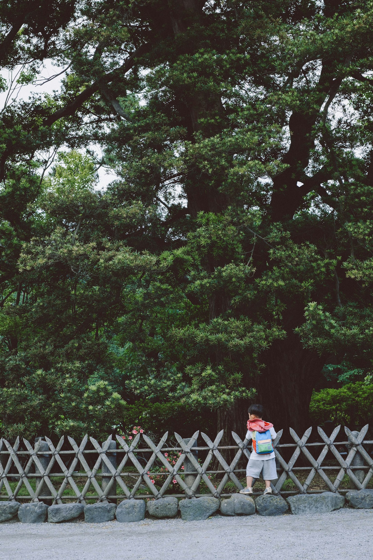 A boy standing near a wooden fence in a lush green park