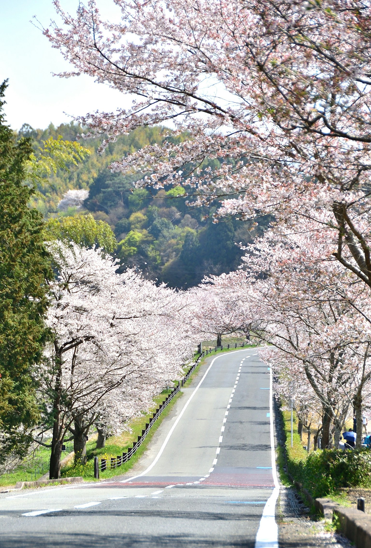 櫻花樹成排的風景道路