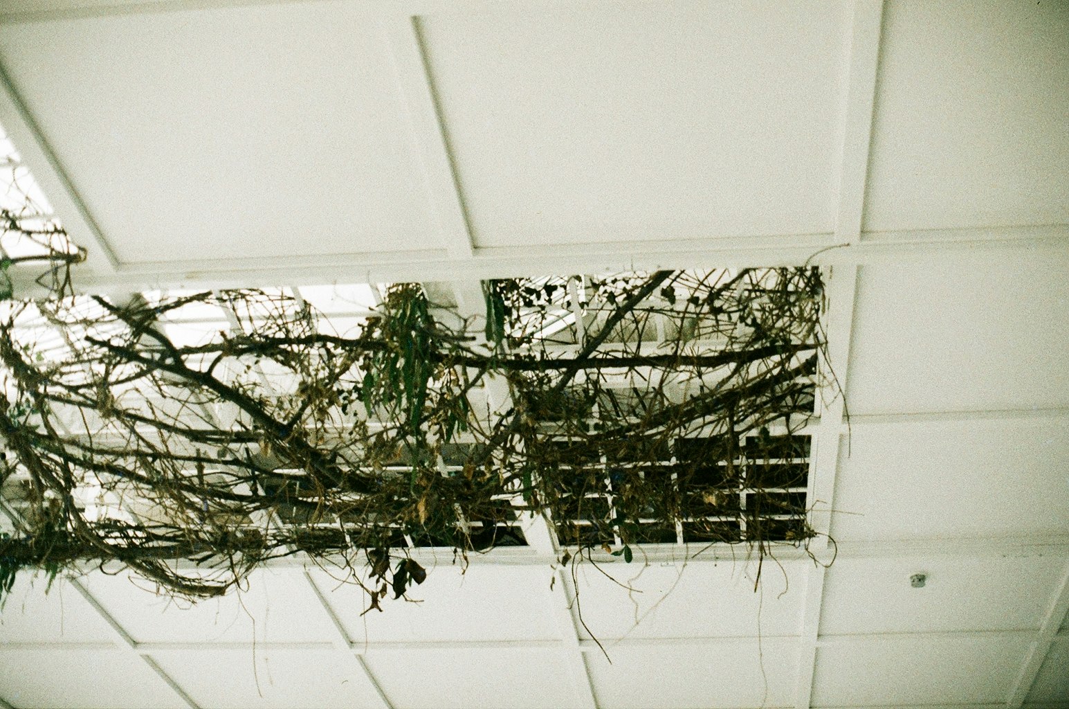 天井の梁に絡むつる植物のある室内空間