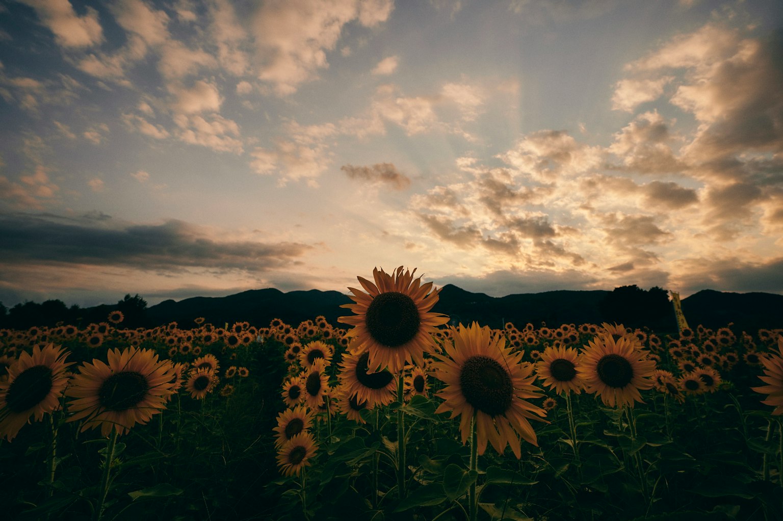 Champ de tournesols sous un ciel de coucher de soleil dramatique