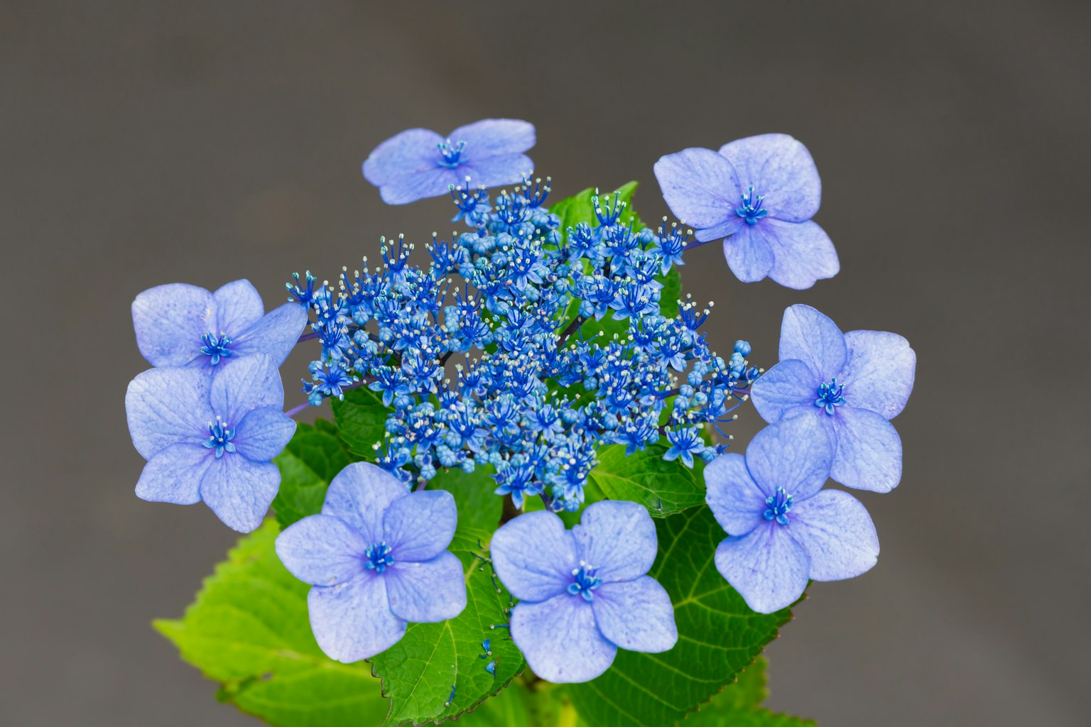青い花と緑の葉を持つハイドランジアのクローズアップ