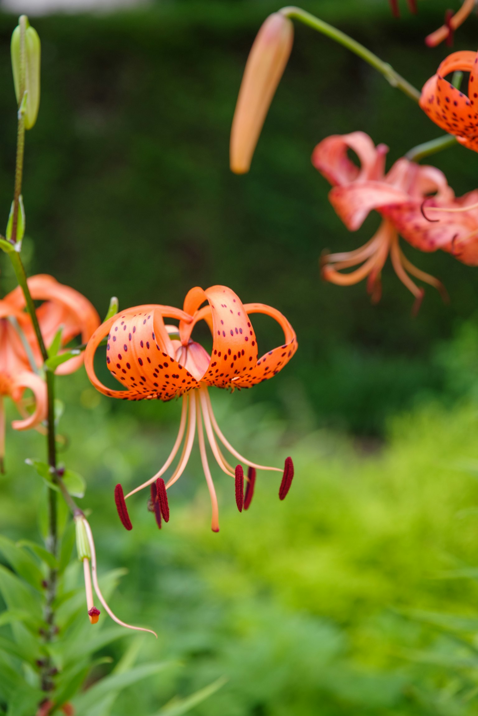 Orange lily flowers in bloom with vibrant petals against a green background