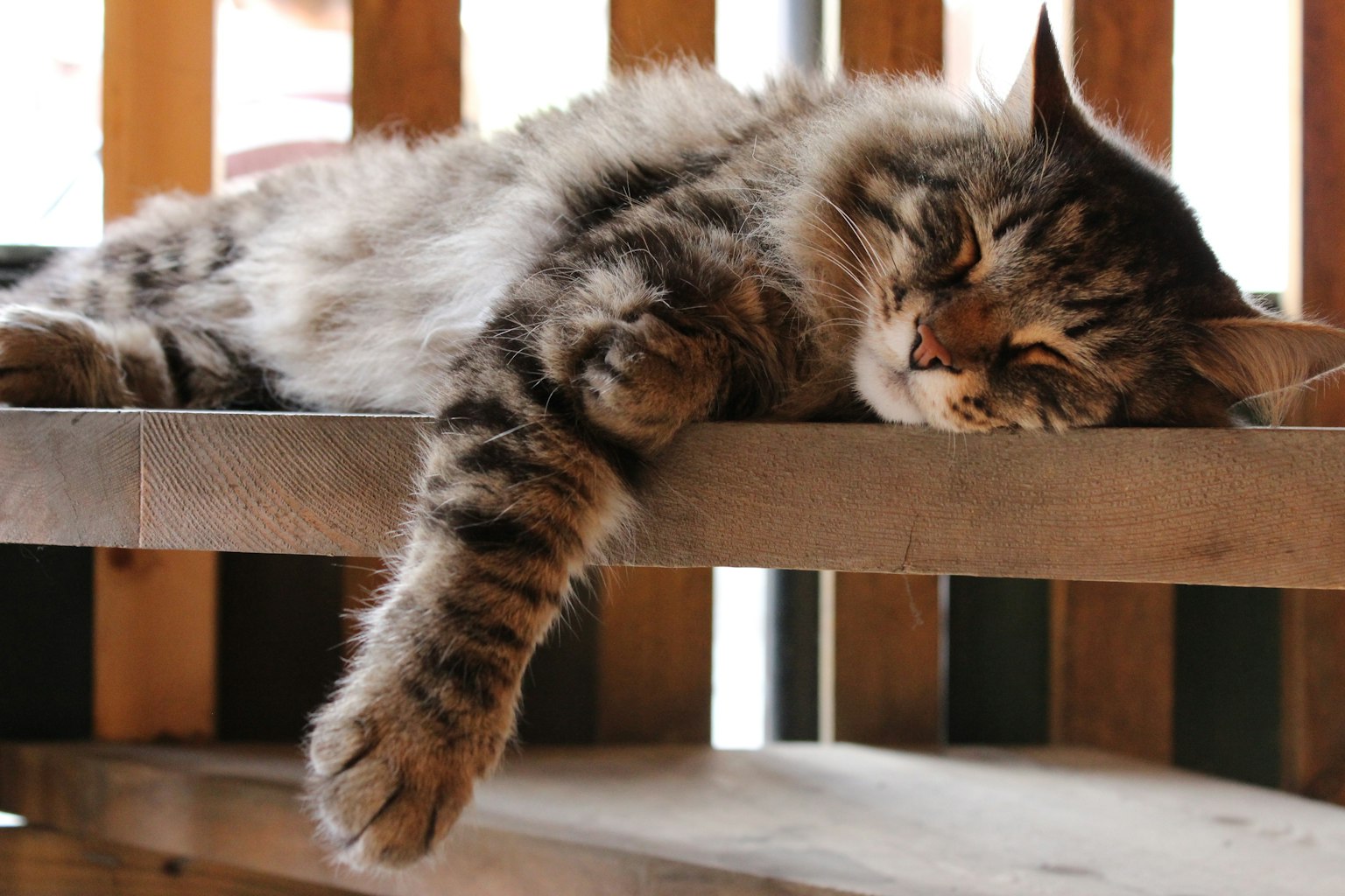 A cat sleeping on a wooden shelf