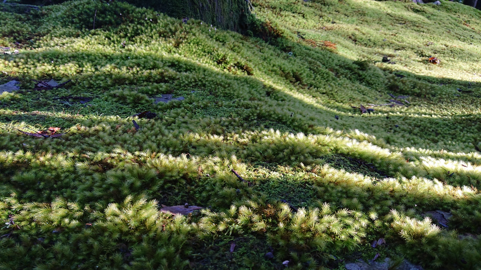 A landscape of green moss spreading in waves
