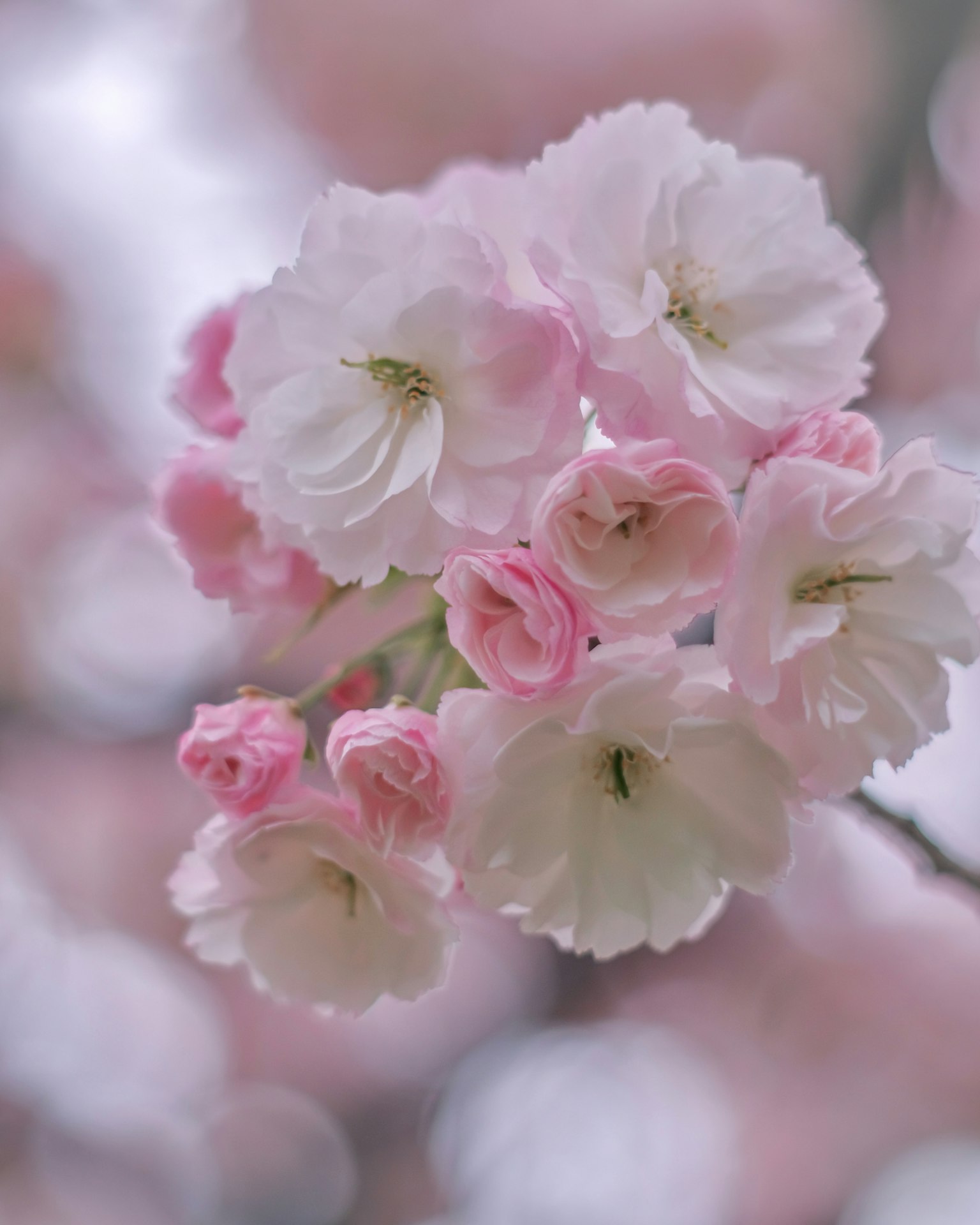 ดอกซากุระในเฉดสีขาวและชมพูเบ่งบานอย่างสวยงาม
