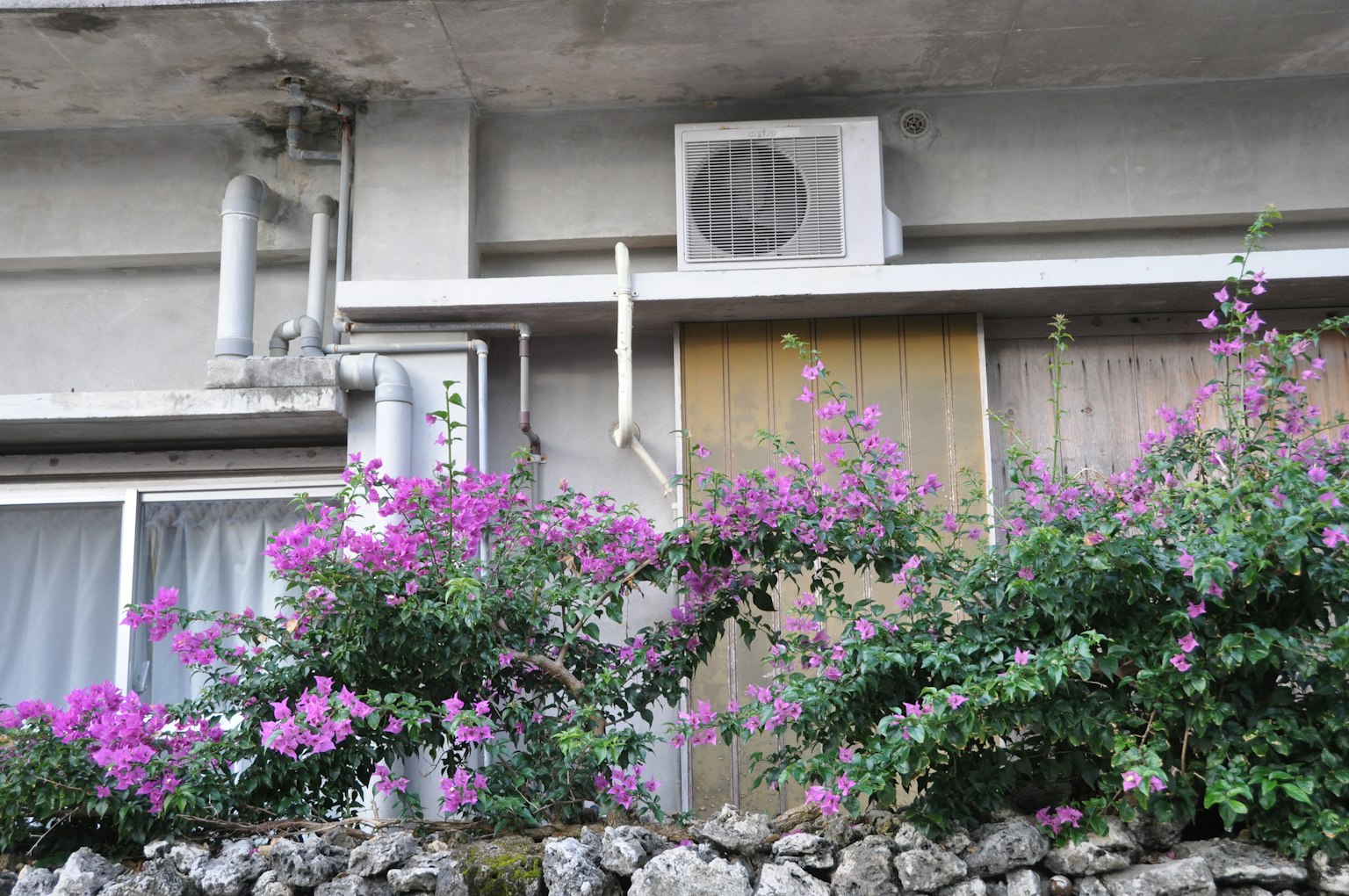 Bunga bougainvillea ungu mekar di dinding apartemen dengan unit pendingin udara