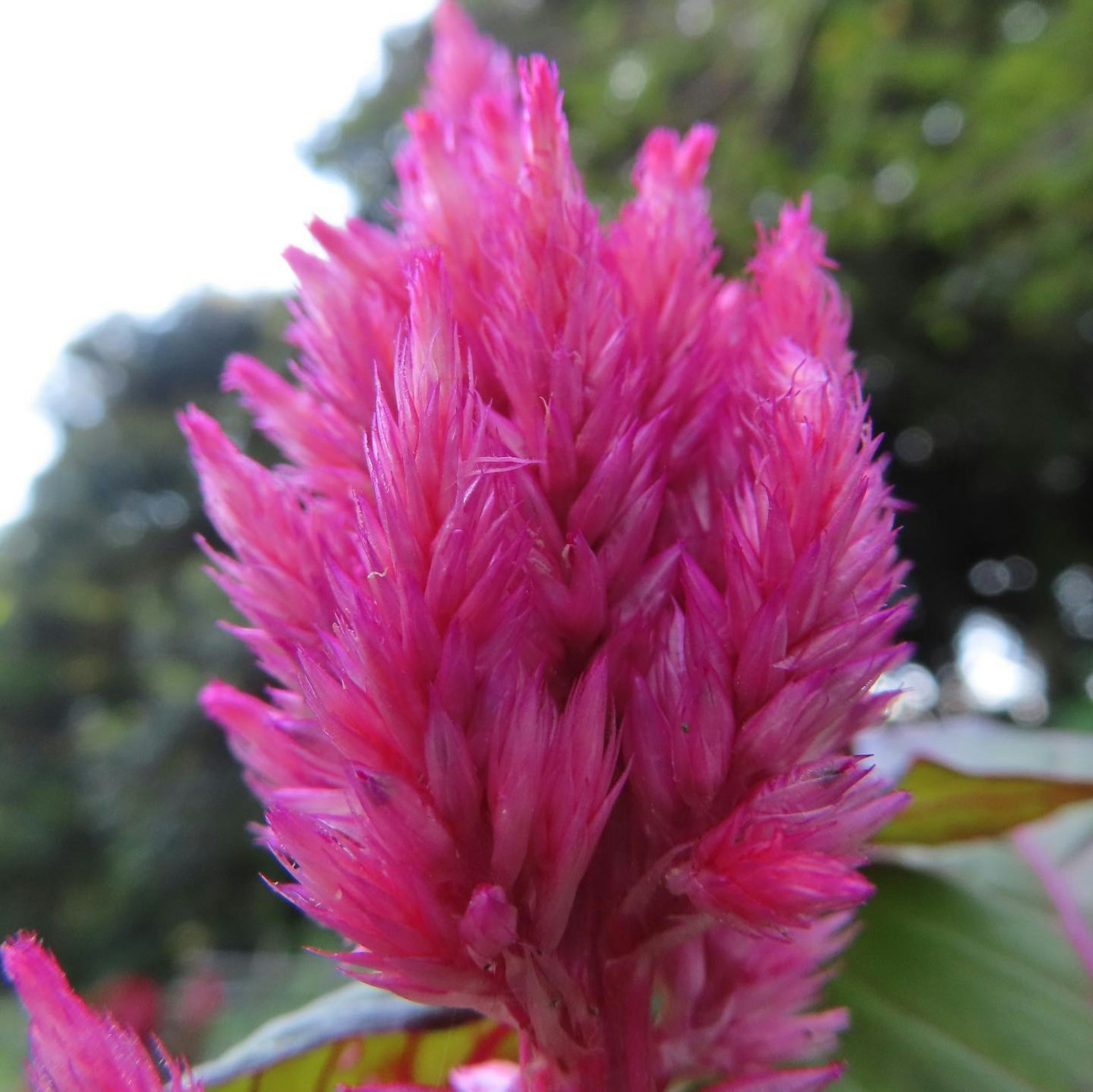 Acercamiento de una flor rosa vibrante con pétalos plumosos