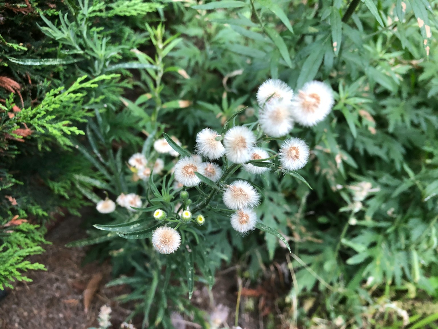 Close-up of plants with white flowers and green leaves