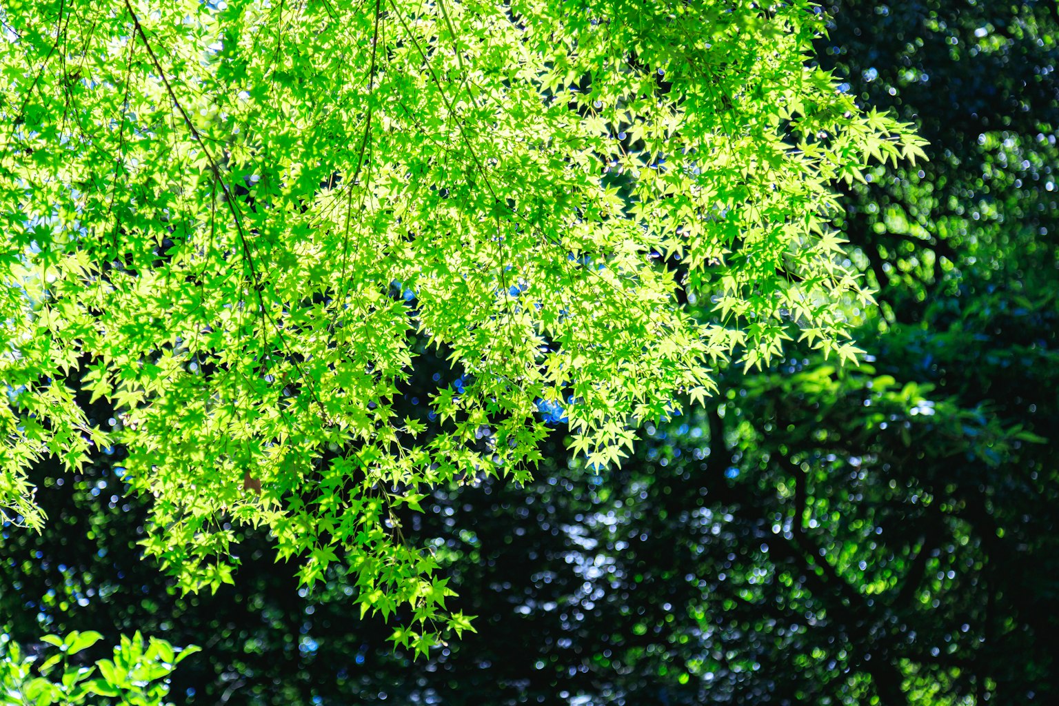 Gros plan sur des feuilles vertes vibrantes sur un arbre