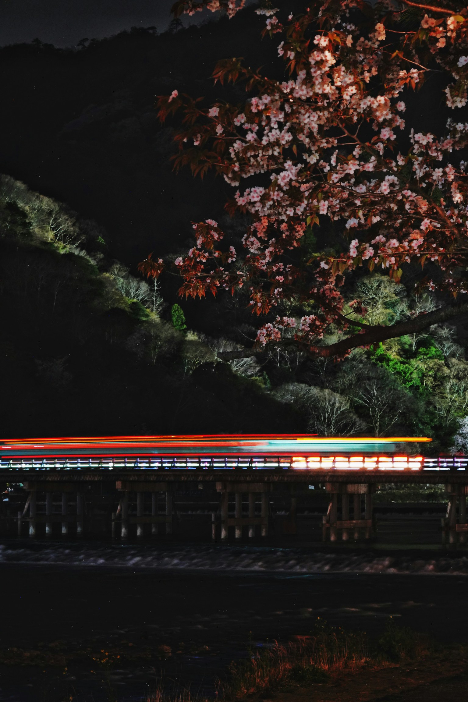 Nighttime photo of cherry blossoms and a train in long exposure