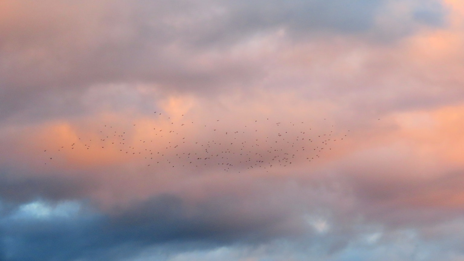 Un cielo lleno de nubes azules y rosas