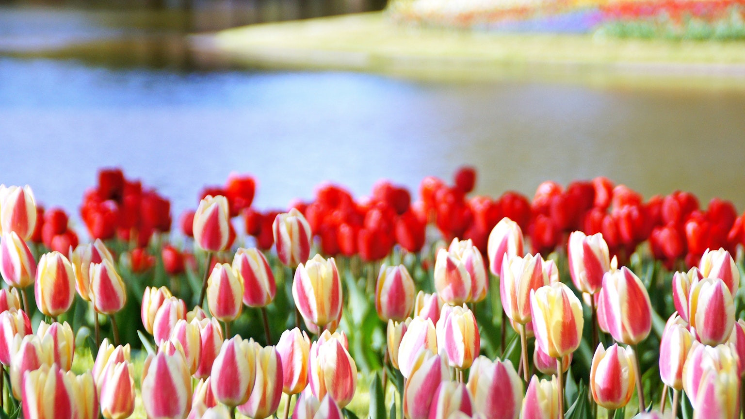 Tulipanes coloridos floreciendo en un paisaje escénico