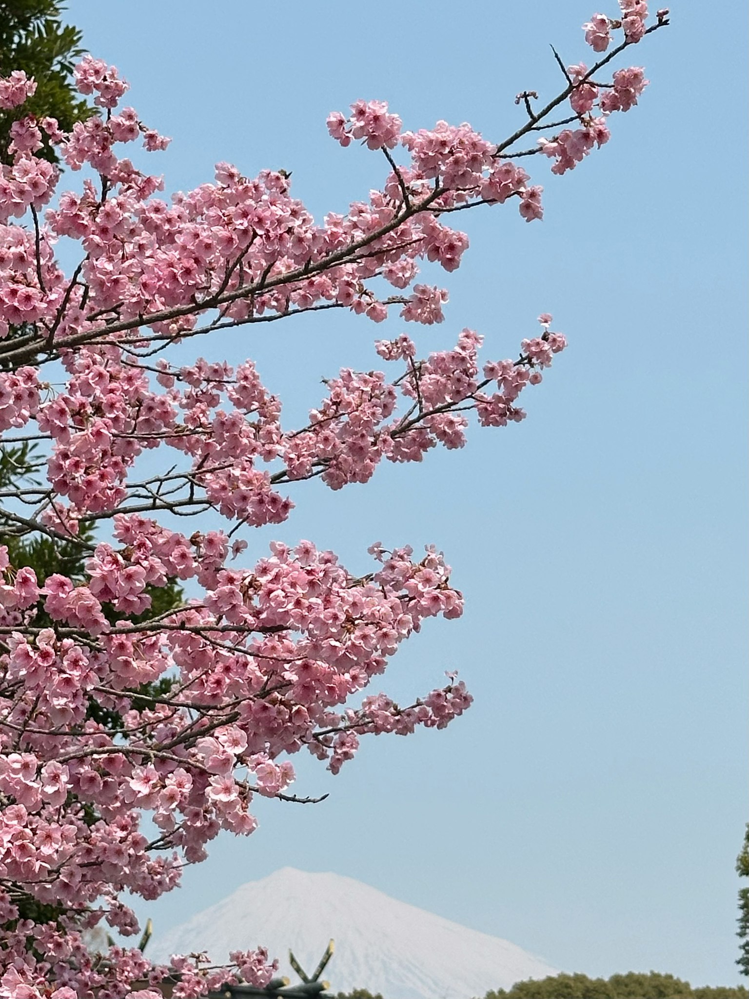 Pohon sakura dengan bunga merah muda mekar dan latar belakang Gunung Fuji