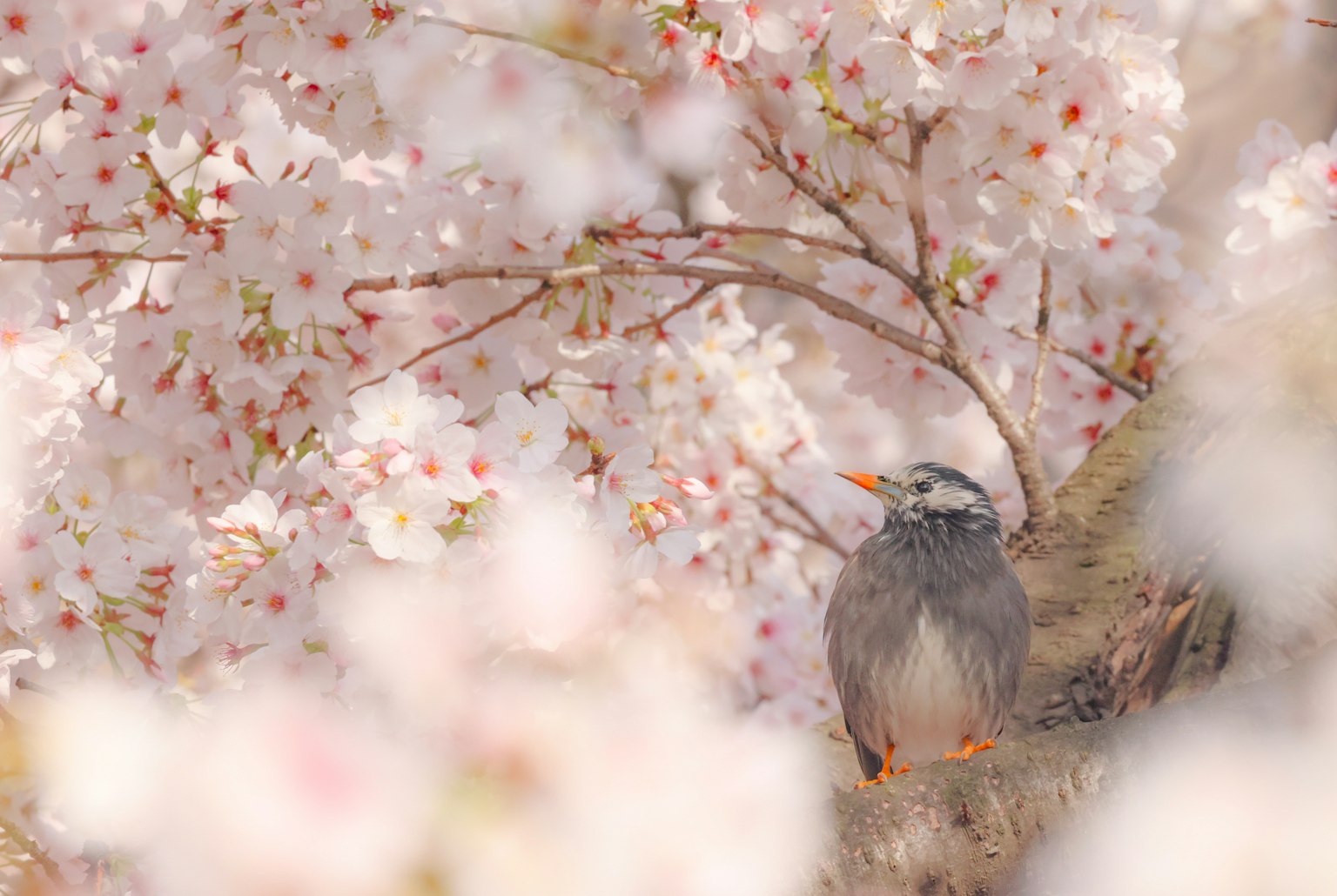A beautiful scene of a bird among cherry blossoms