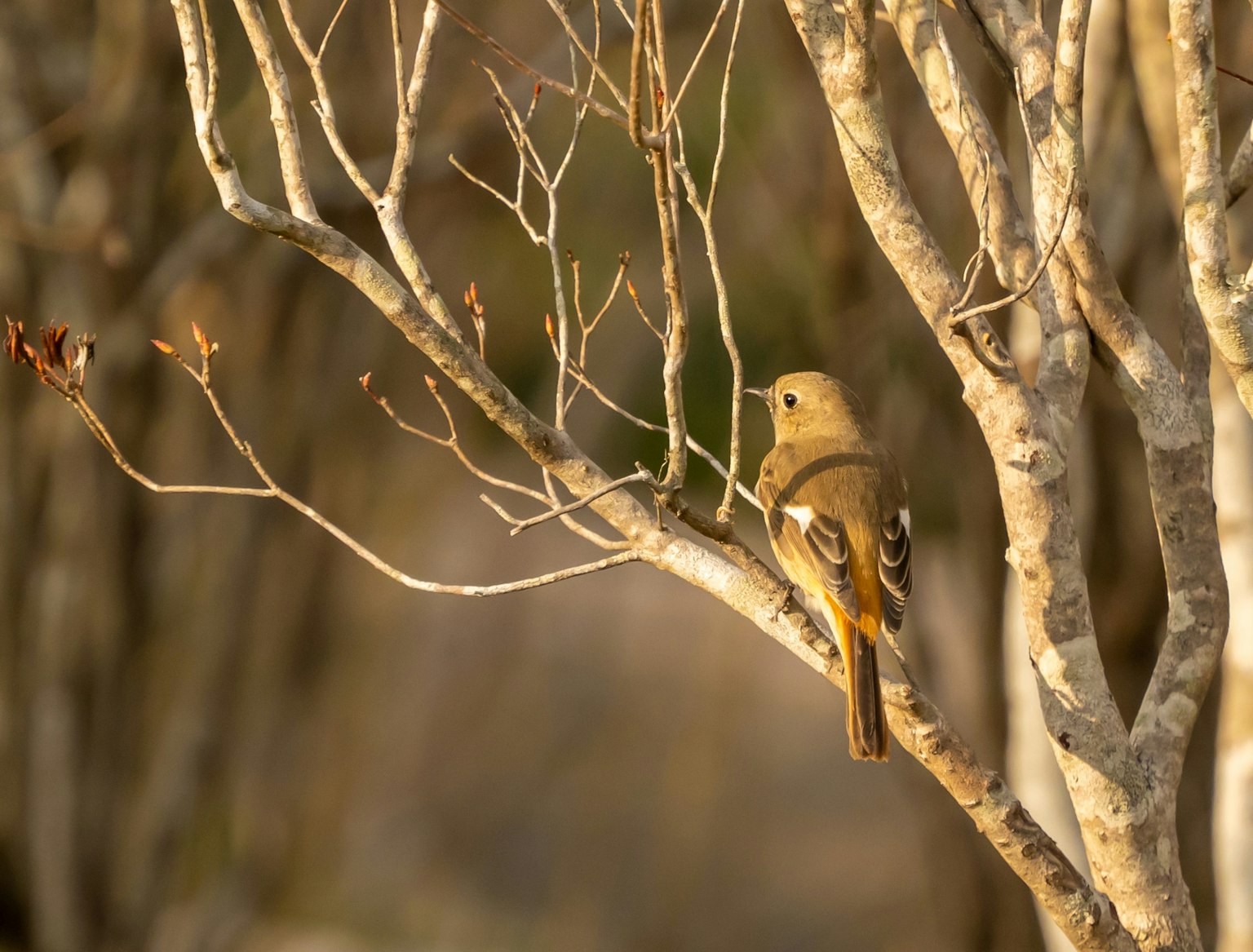 Ein kleiner Vogel sitzt auf einem dünnen Ast