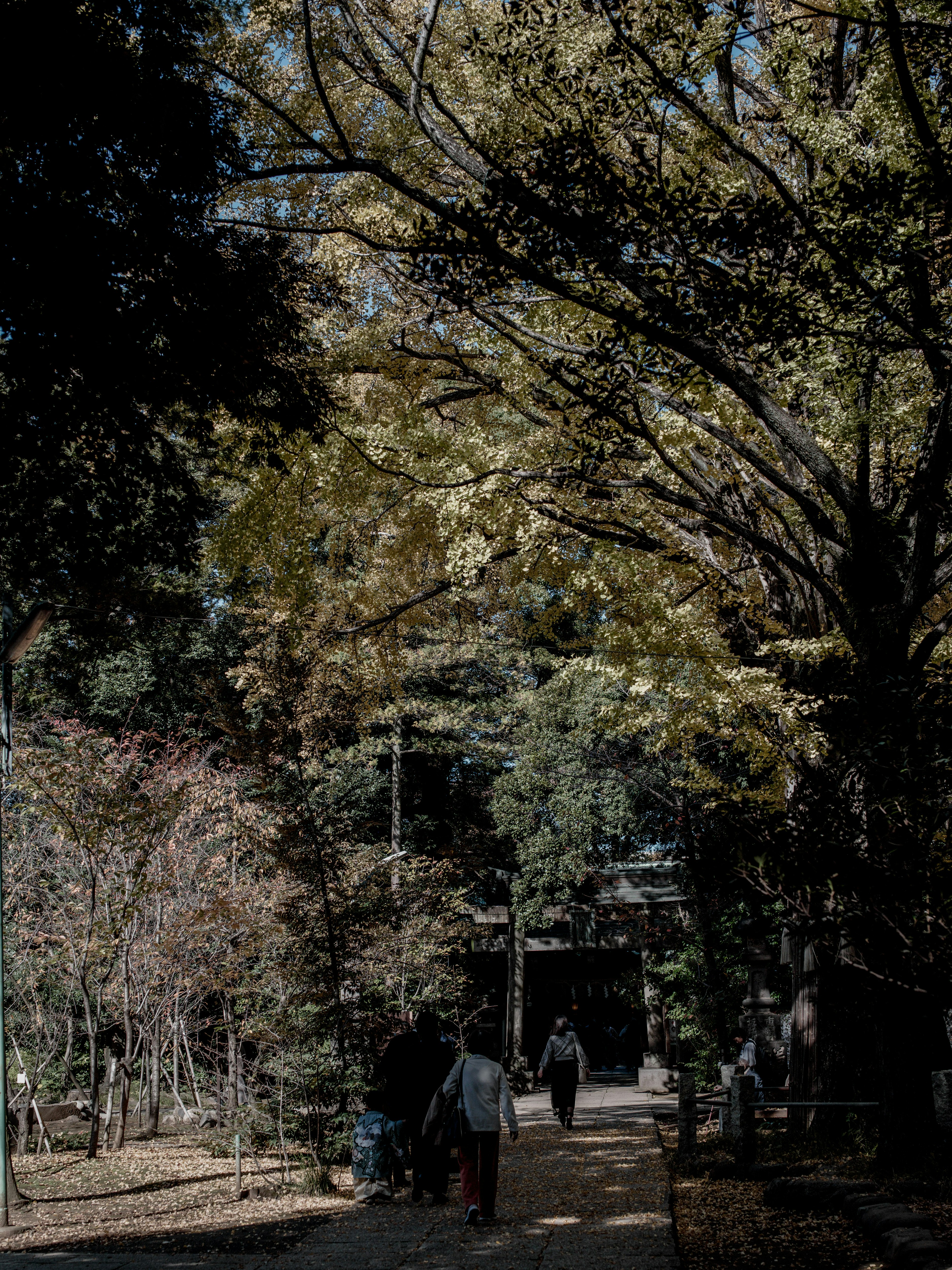 紅葉した木々が並ぶ東京の参道