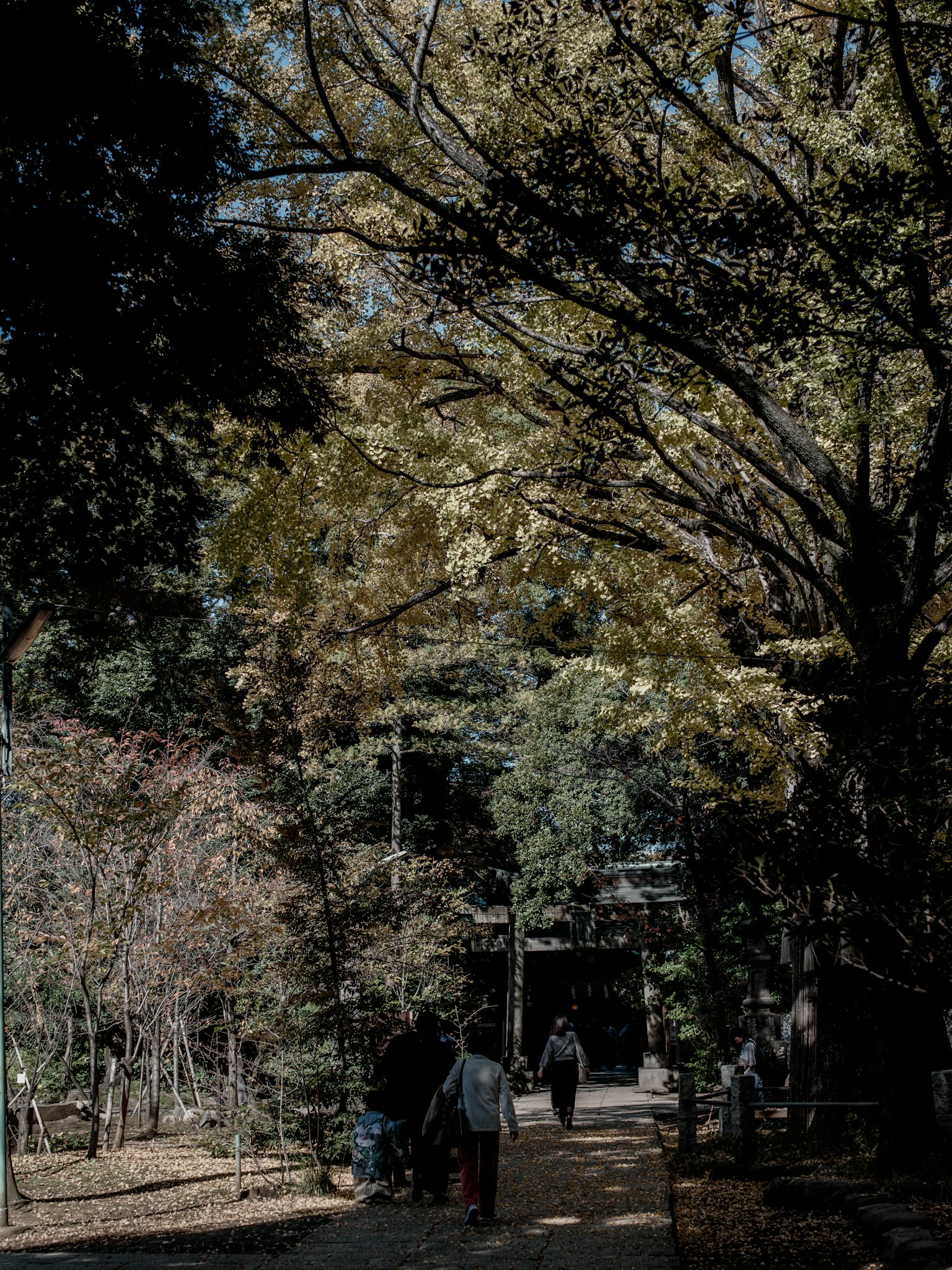 Persone che camminano lungo un sentiero in un parco autunnale con alberi colorati