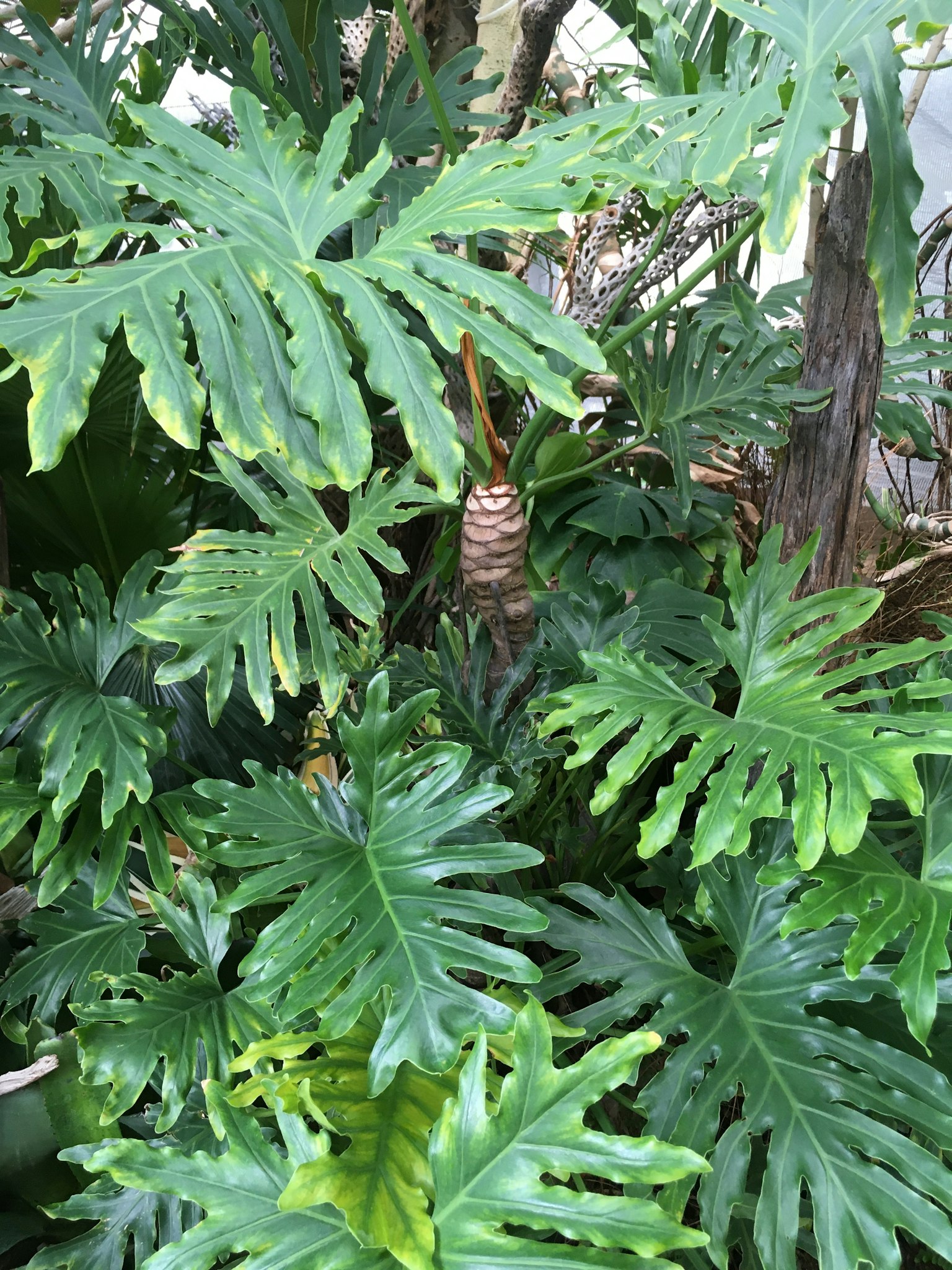 浓密的绿色大叶植物和中央的松果