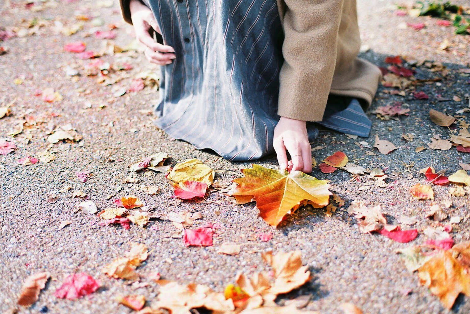 Une main de personne ramassant des feuilles d'automne colorées
