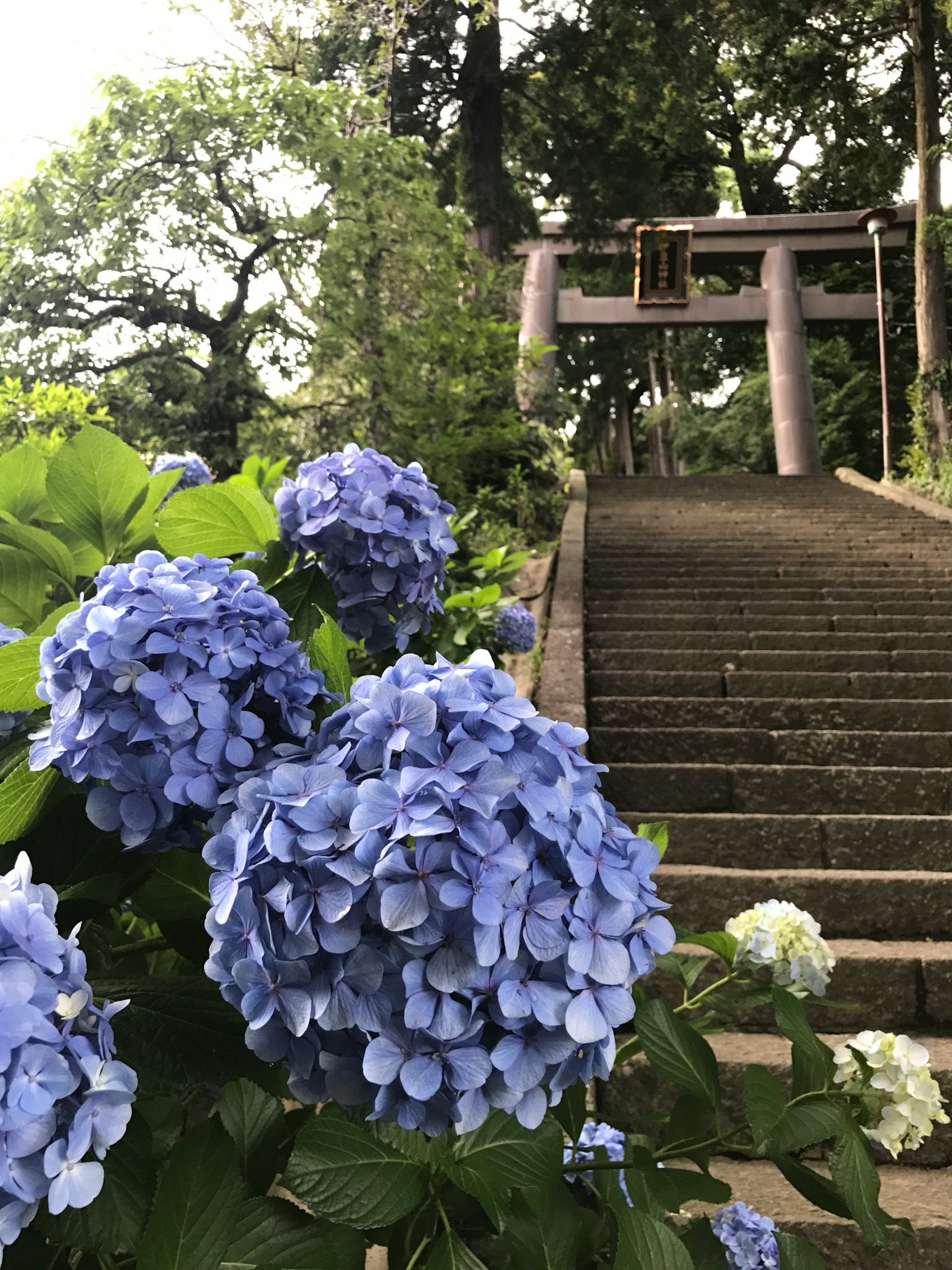 Fleurs d'hortensias bleues avec des marches en pierre menant à l'entrée d'un sanctuaire