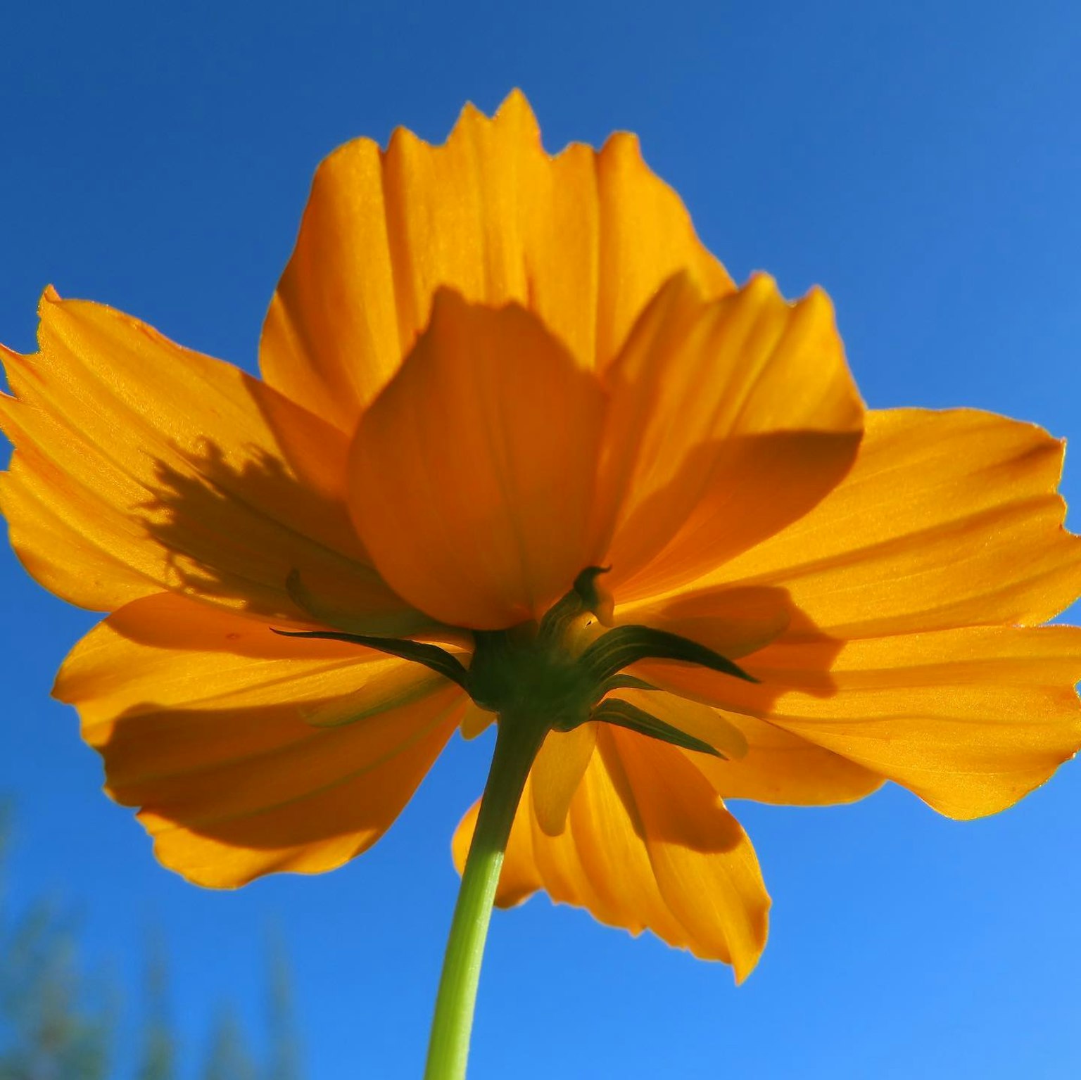 Vibrante orange Blume blüht unter klarem blauen Himmel