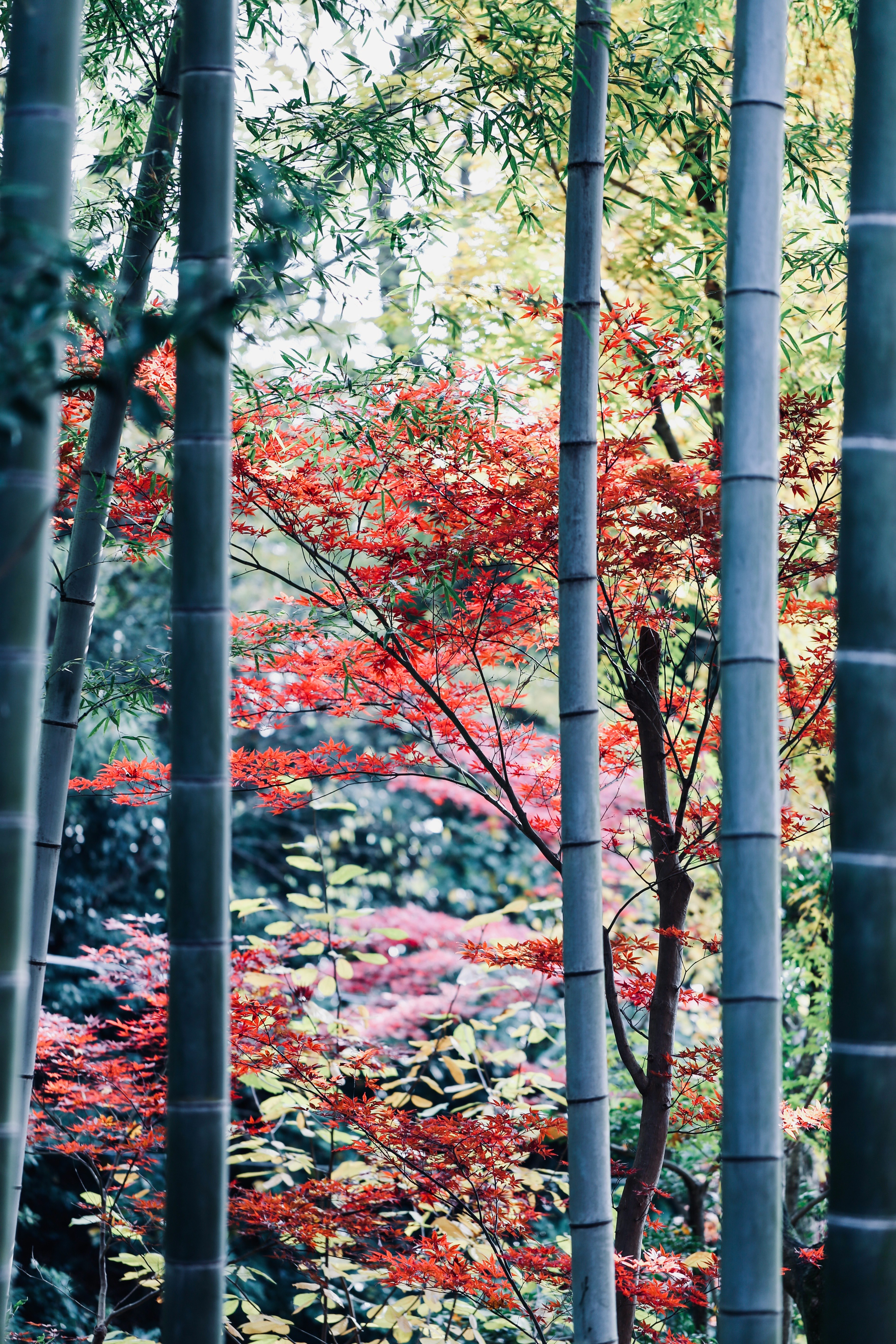 竹の間から見える紅葉の並木