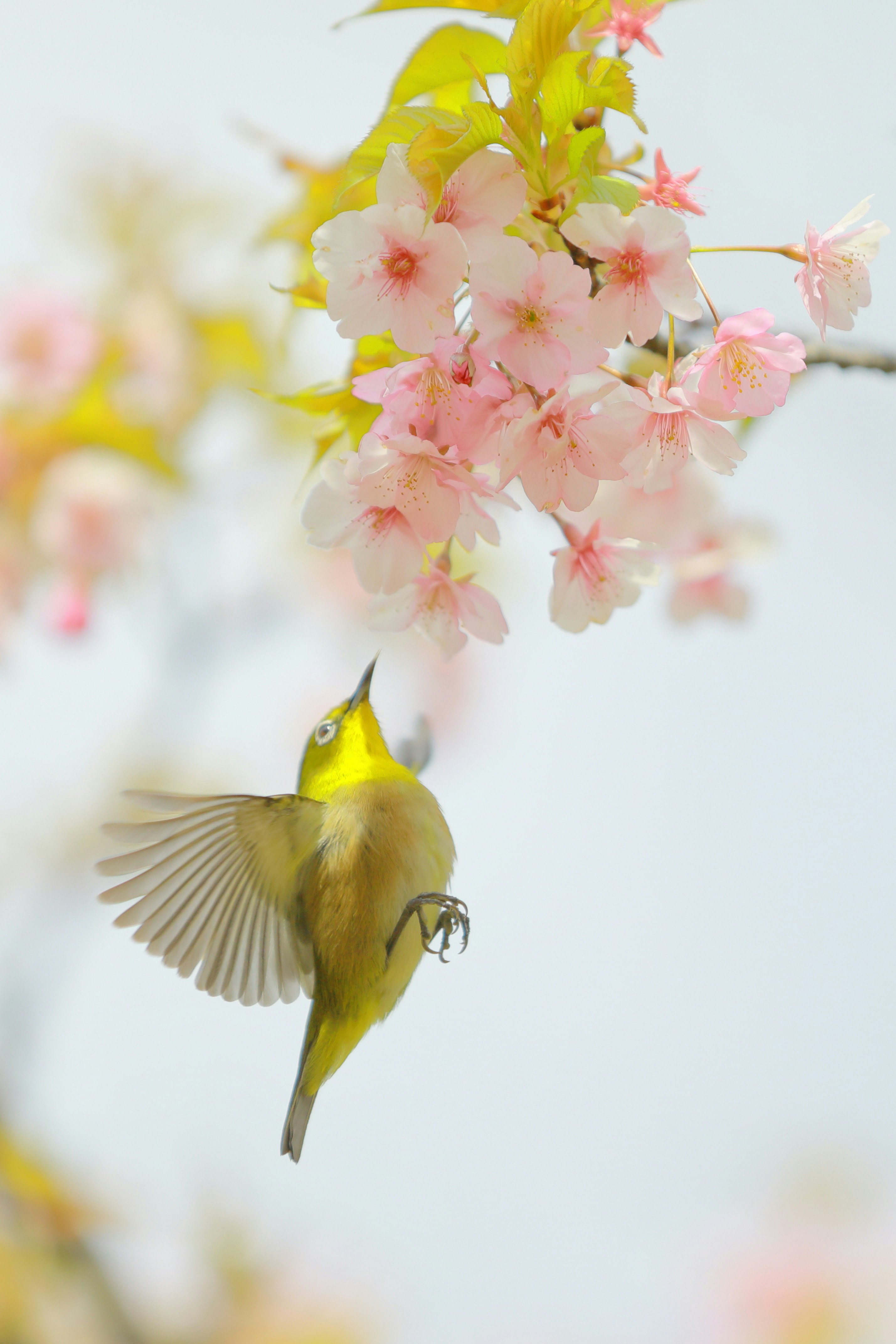 Japanese white-eye in flight near cherry blossoms