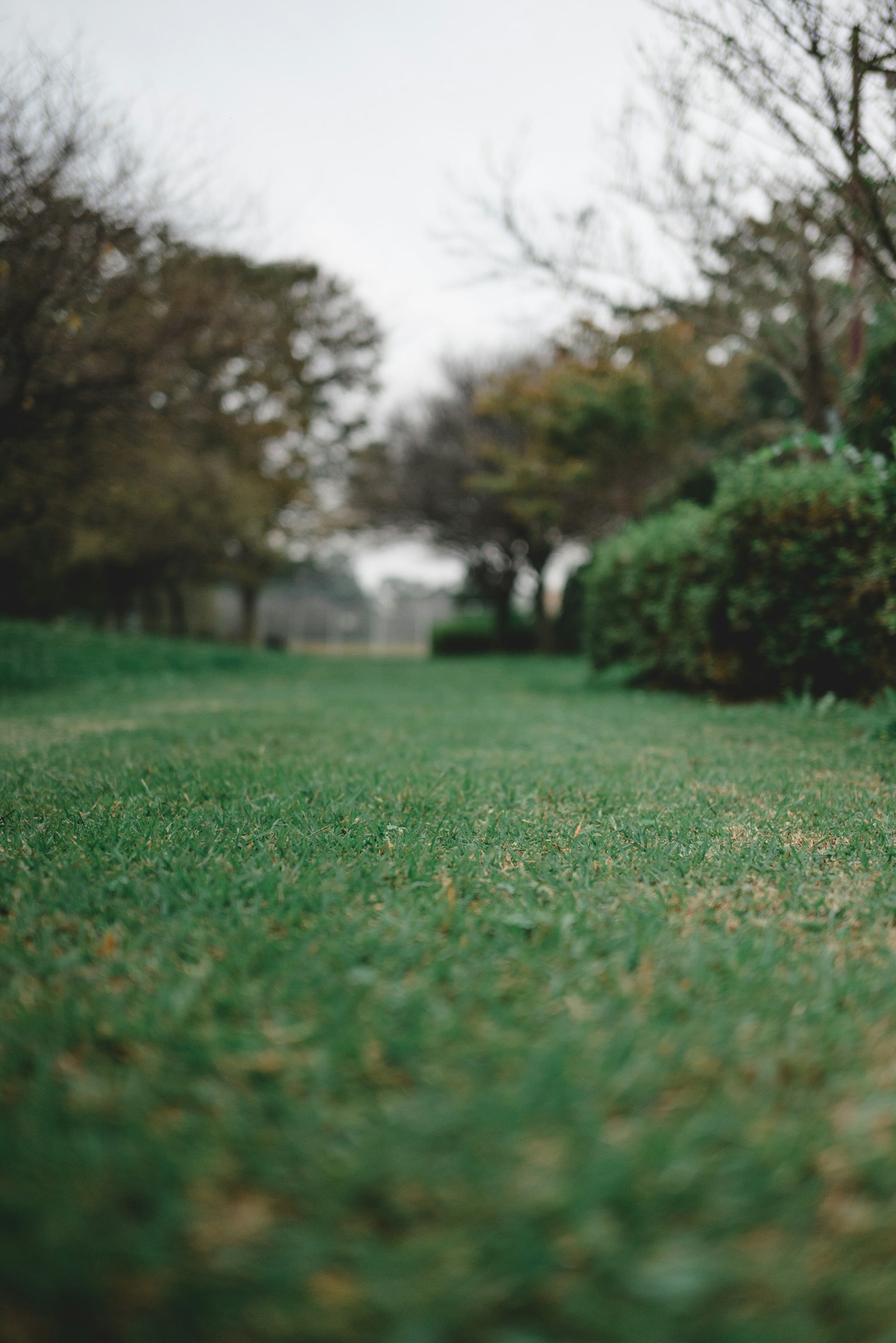 公園場景，綠草和樹木