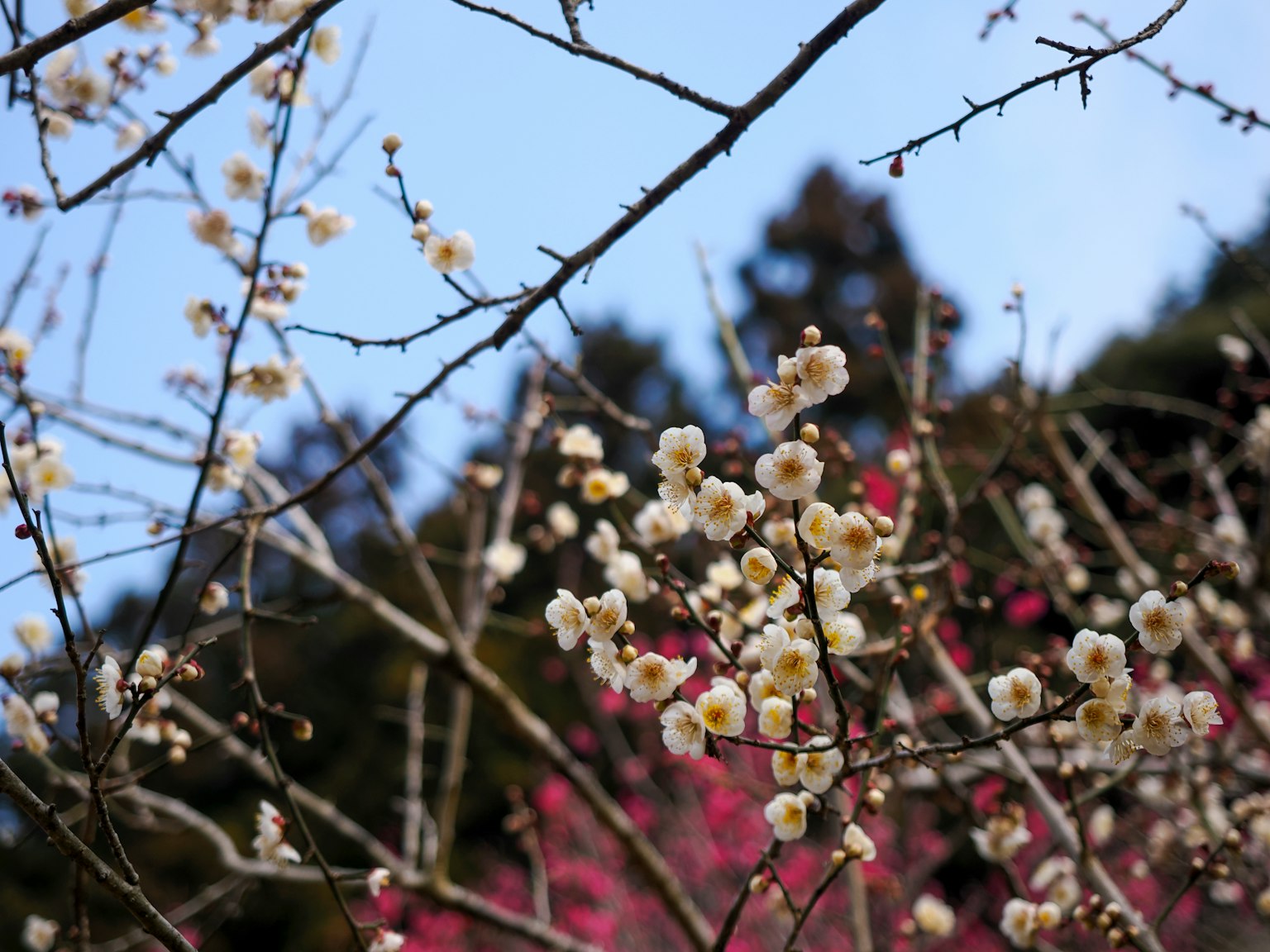 藍天下的白梅花與背景中的粉梅花