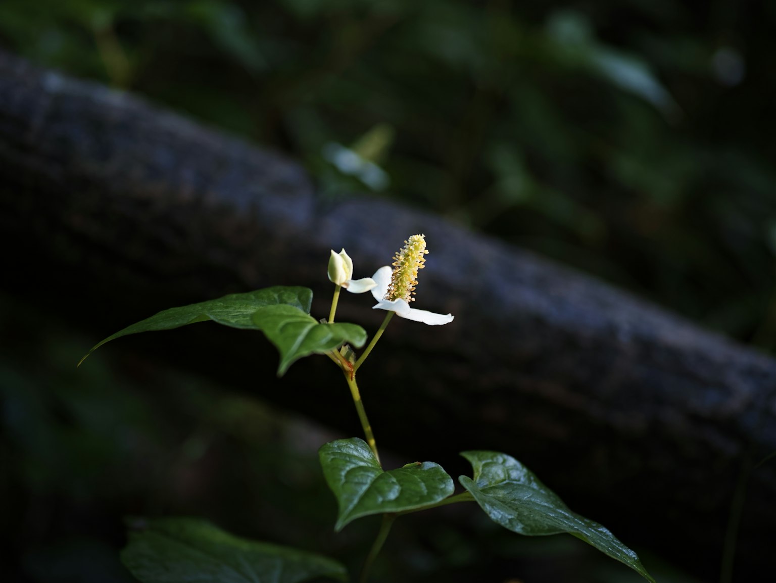 Primo piano di una pianta con fiori bianchi e foglie verdi su uno sfondo scuro