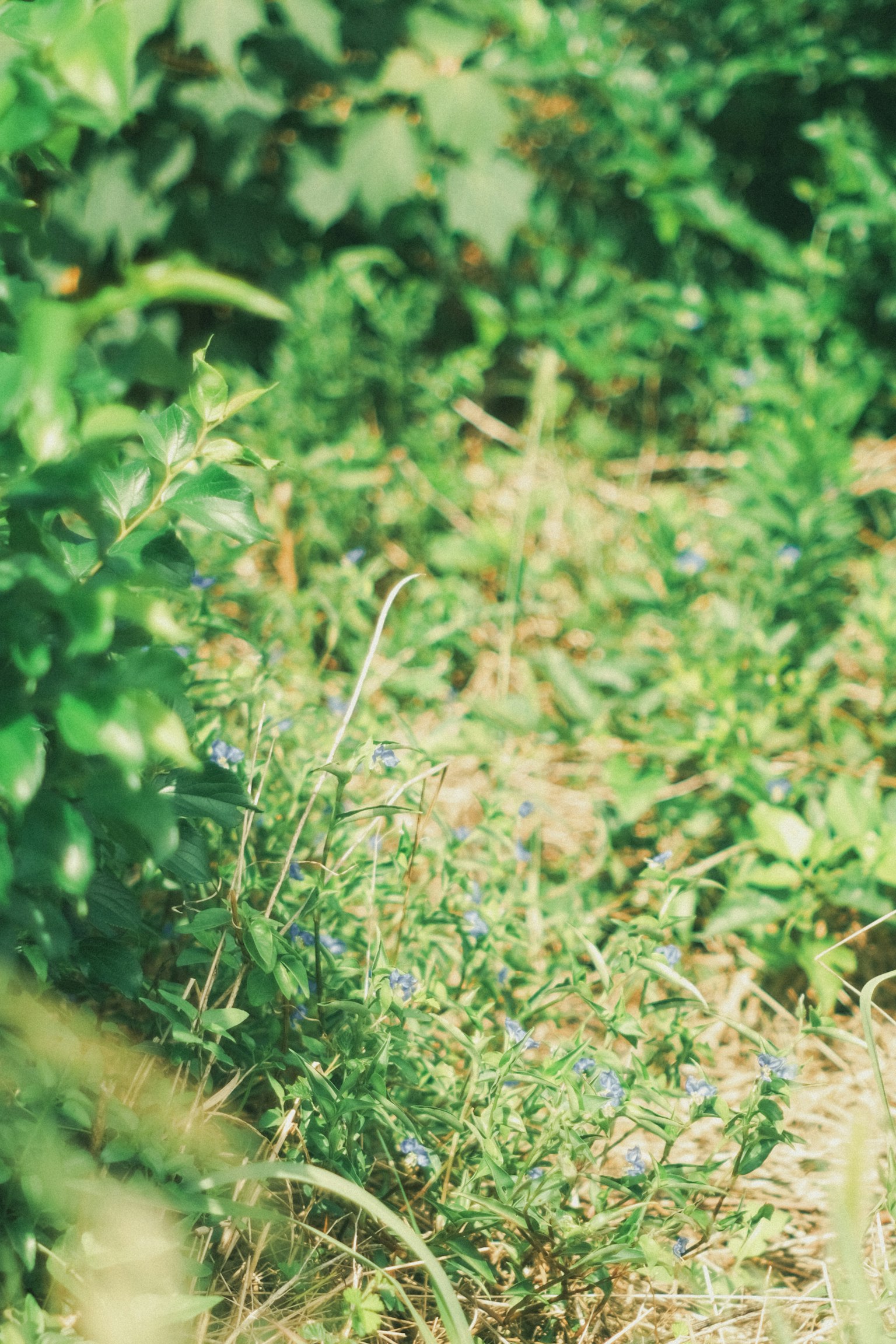 Erba verde lussureggiante con piccoli fiori blu visibili